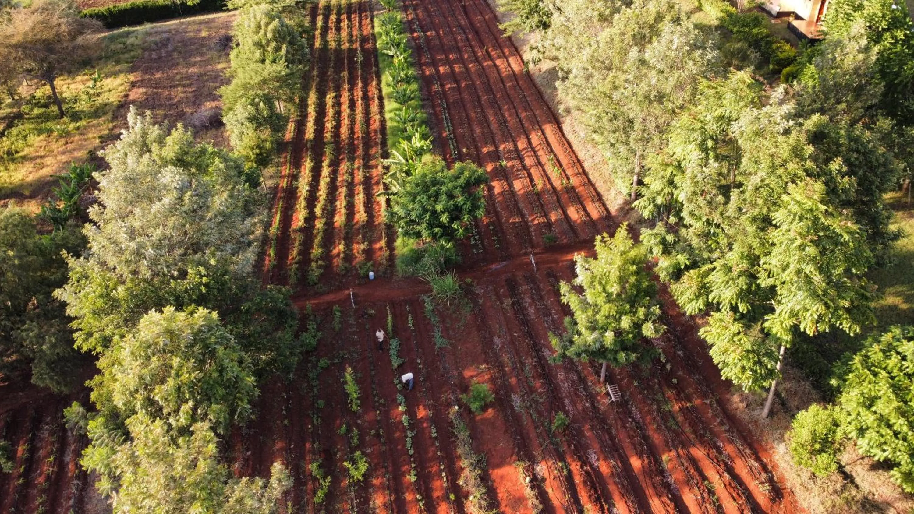 Bird's eye view in Tanzanice Farm Lodge