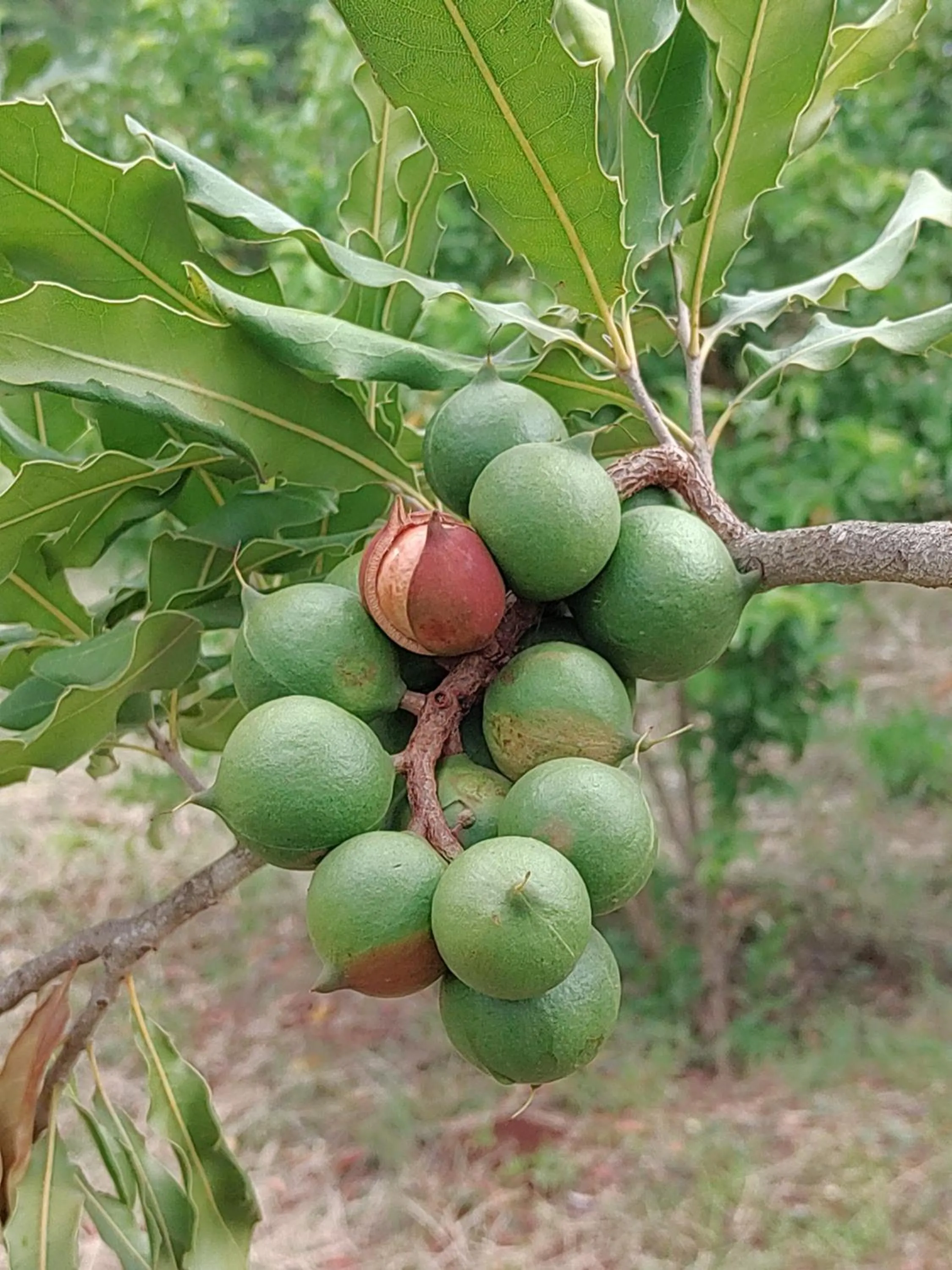 Garden in Tanzanice Farm Lodge