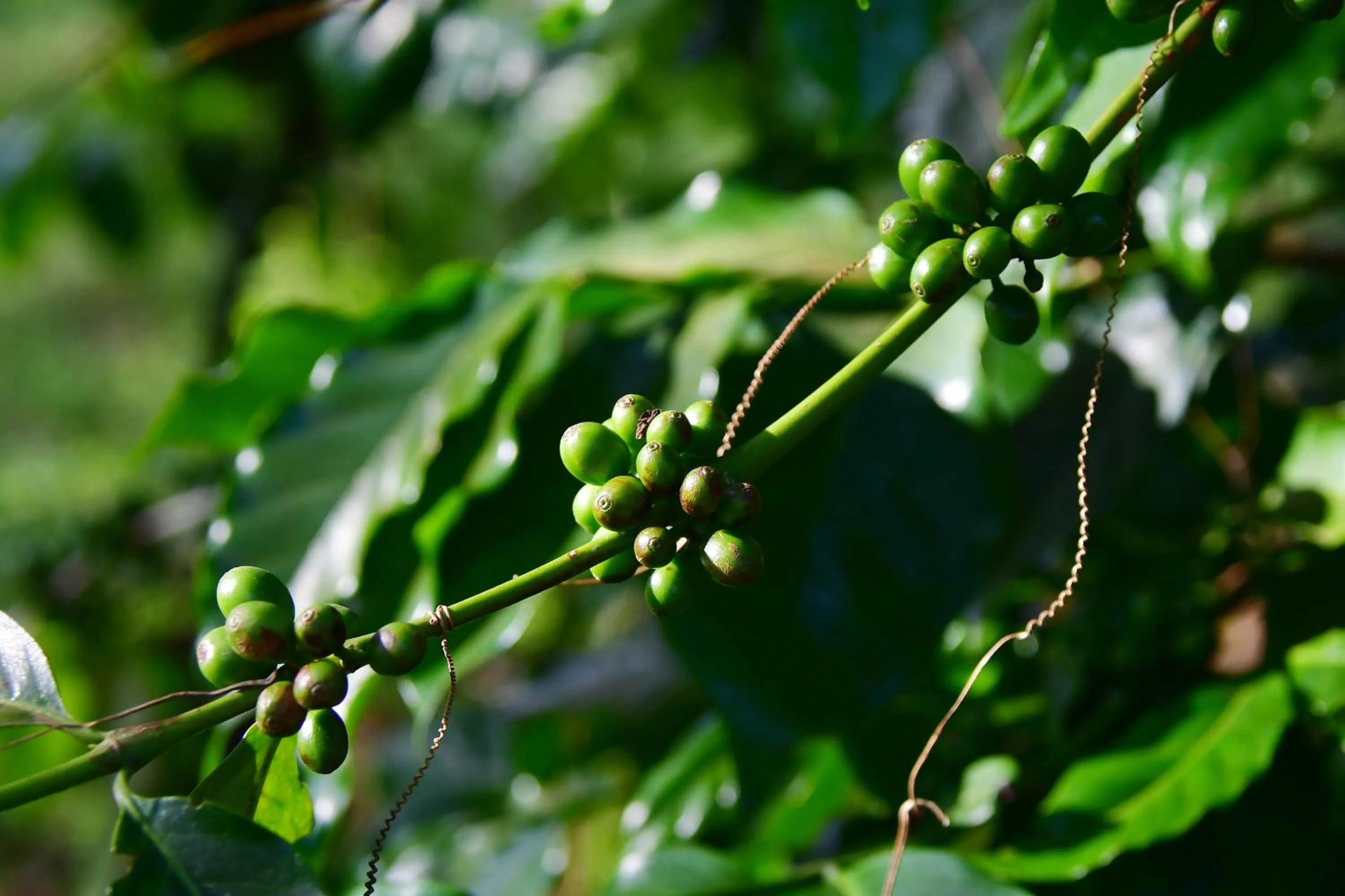 Garden in Tanzanice Farm Lodge