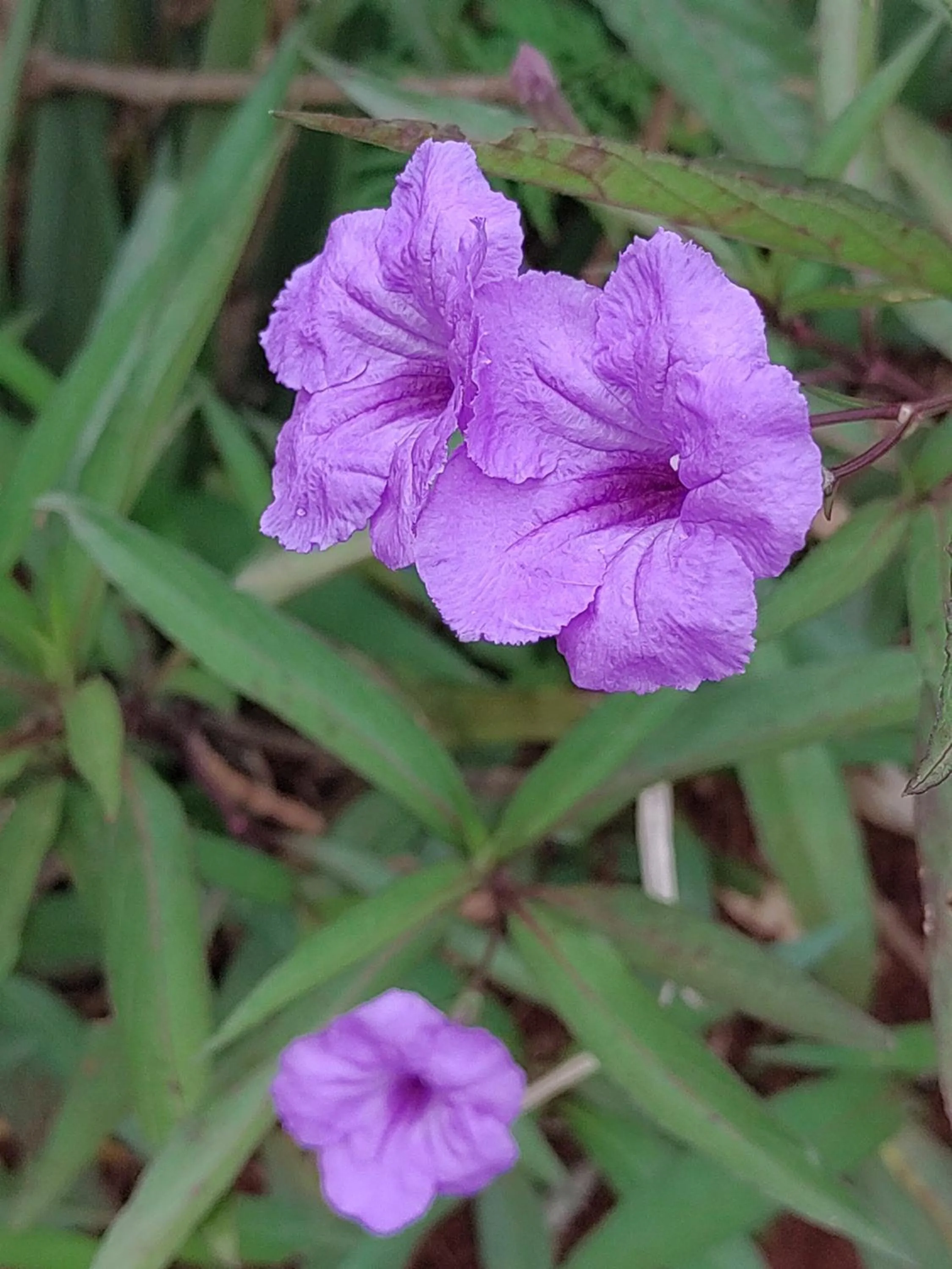 Garden in Tanzanice Farm Lodge