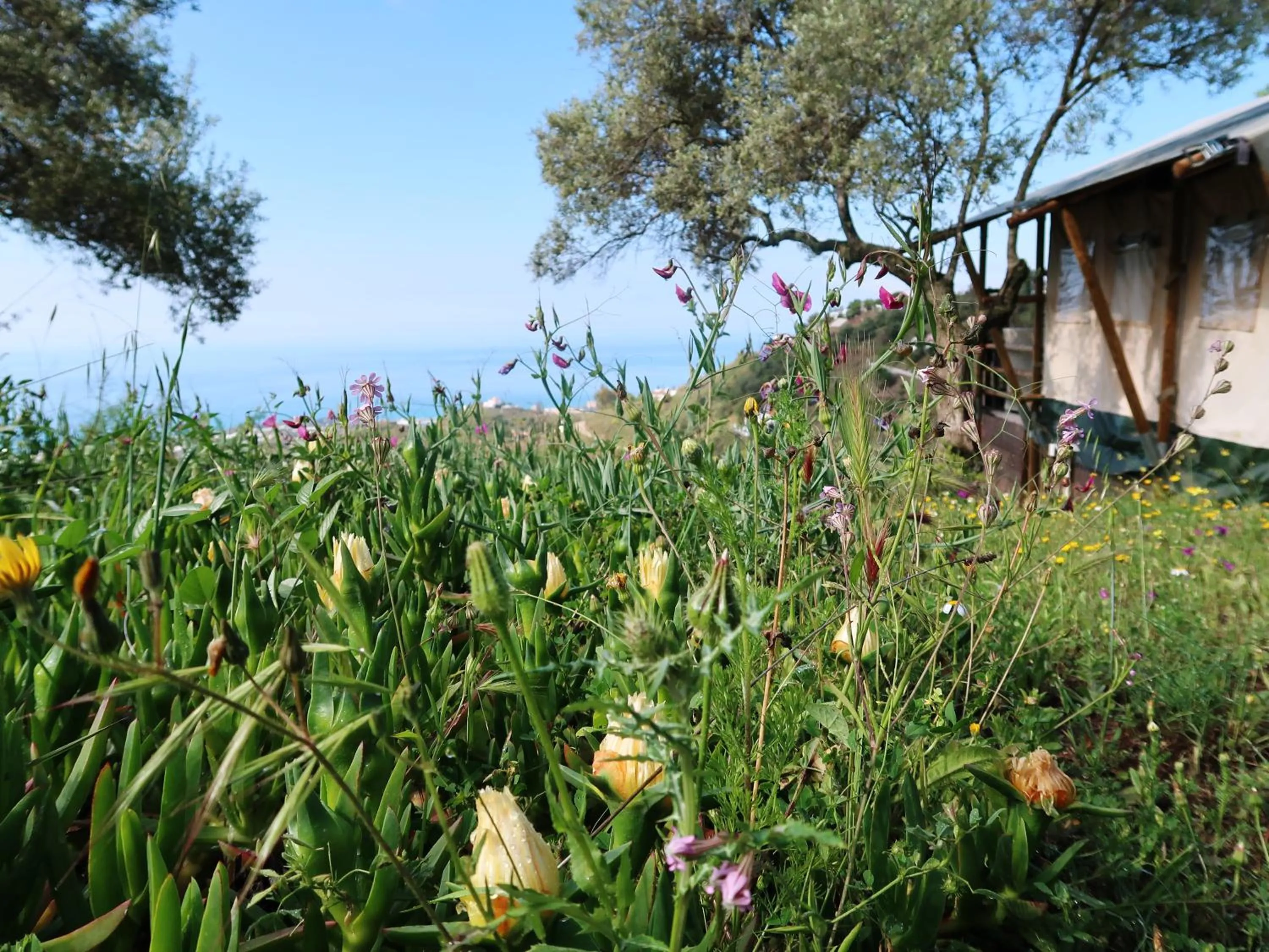 Property building in Campo Agave Luxury Tents