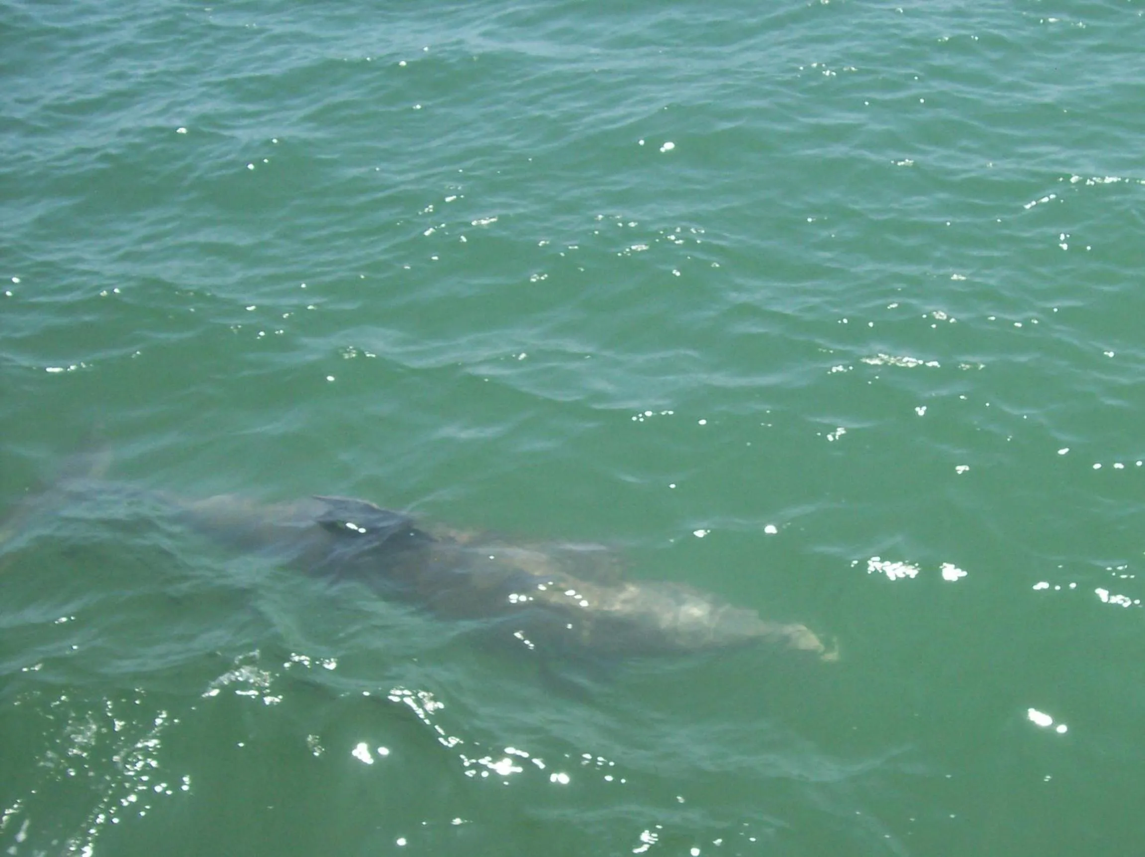 Animals in 1 Beige Cozy Bungalow or 1 White Cozy Efficiency Cottage in Titusville