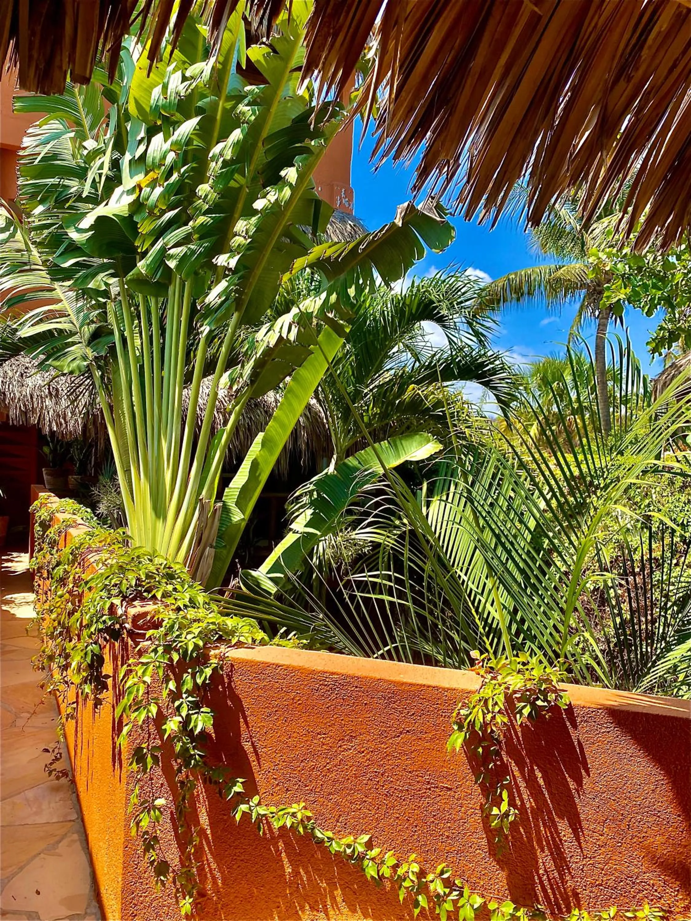 Garden view in Hotel Casa Mixteca