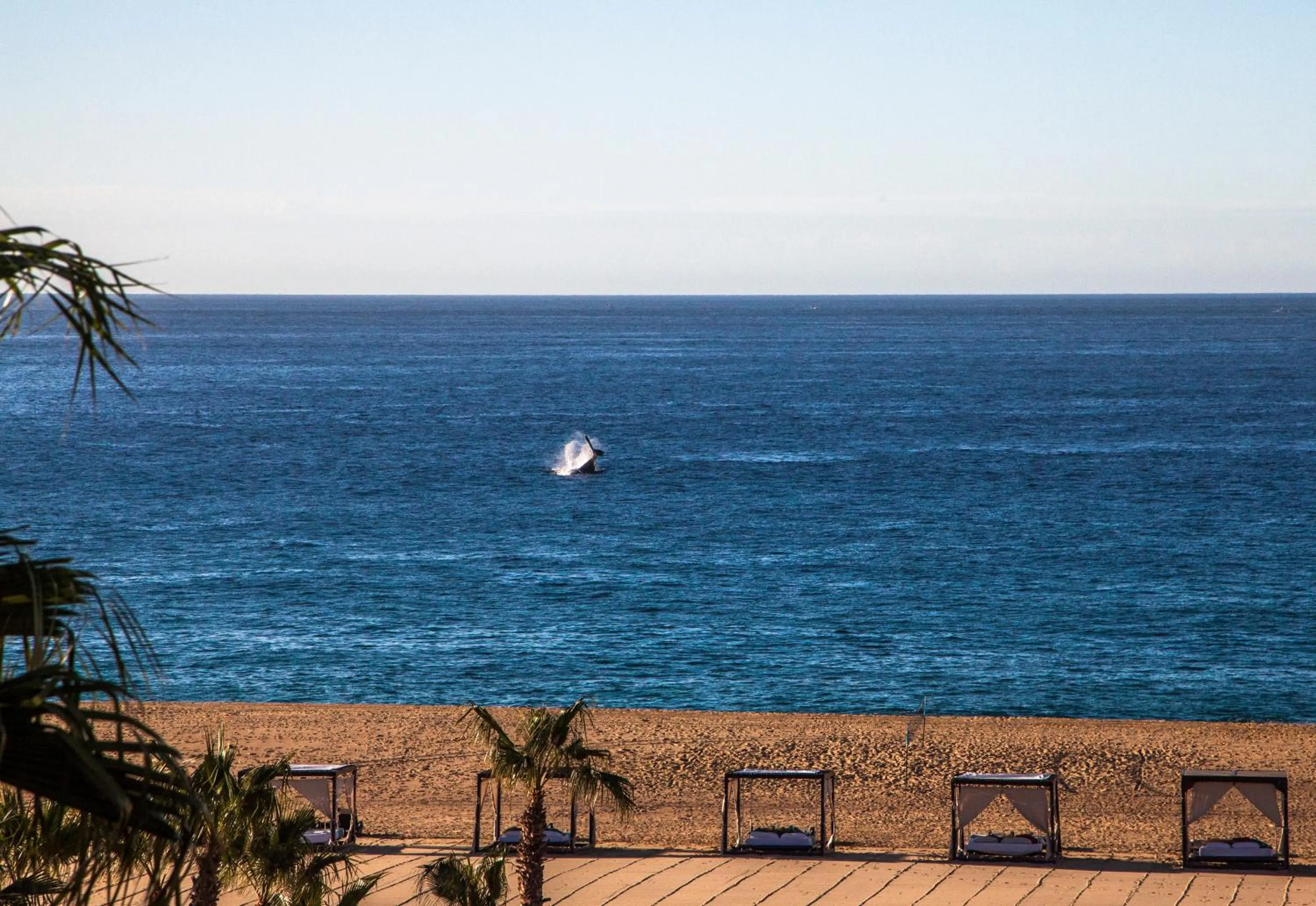 Sea view in The Towers at Pueblo Bonito Pacifica - All Inclusive - Adults Only
