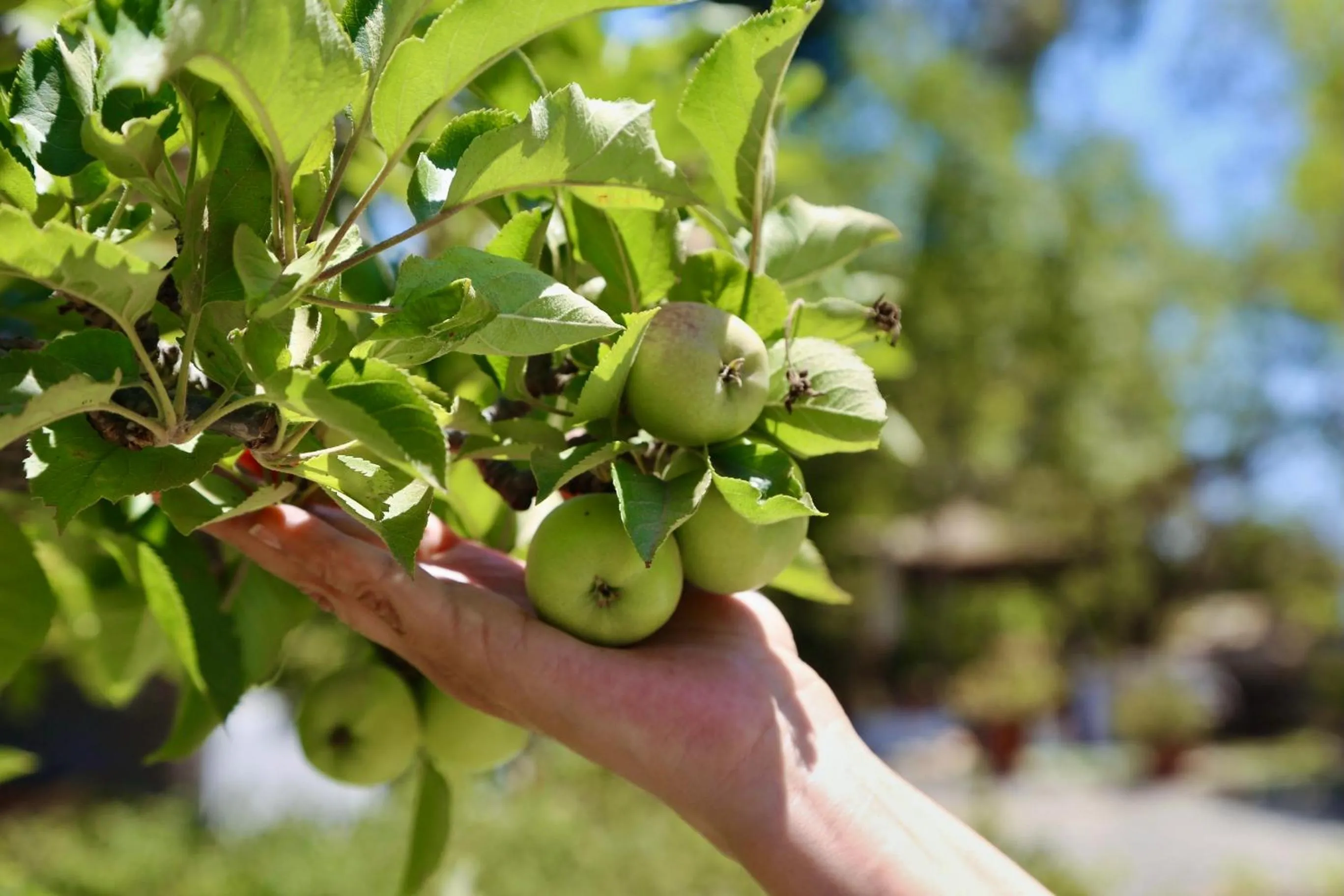 Garden in Rancho el Parral