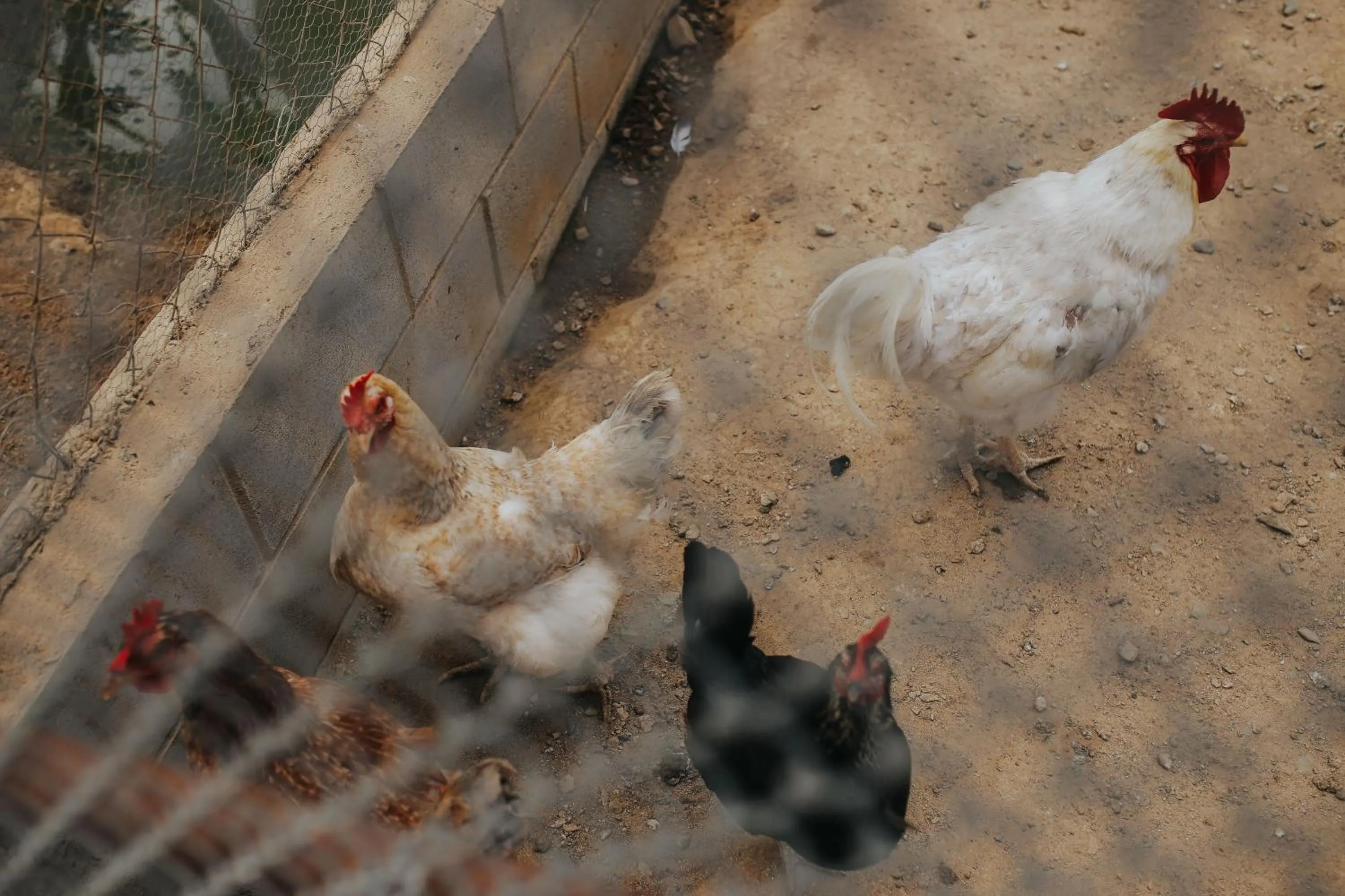 Animals in Rancho el Parral