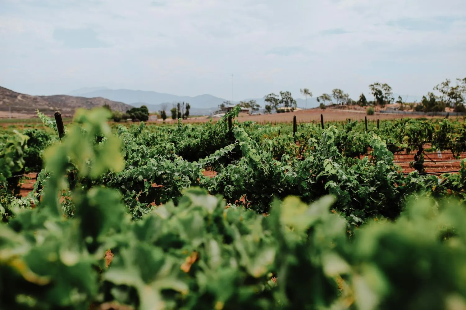 Natural landscape in Rancho el Parral