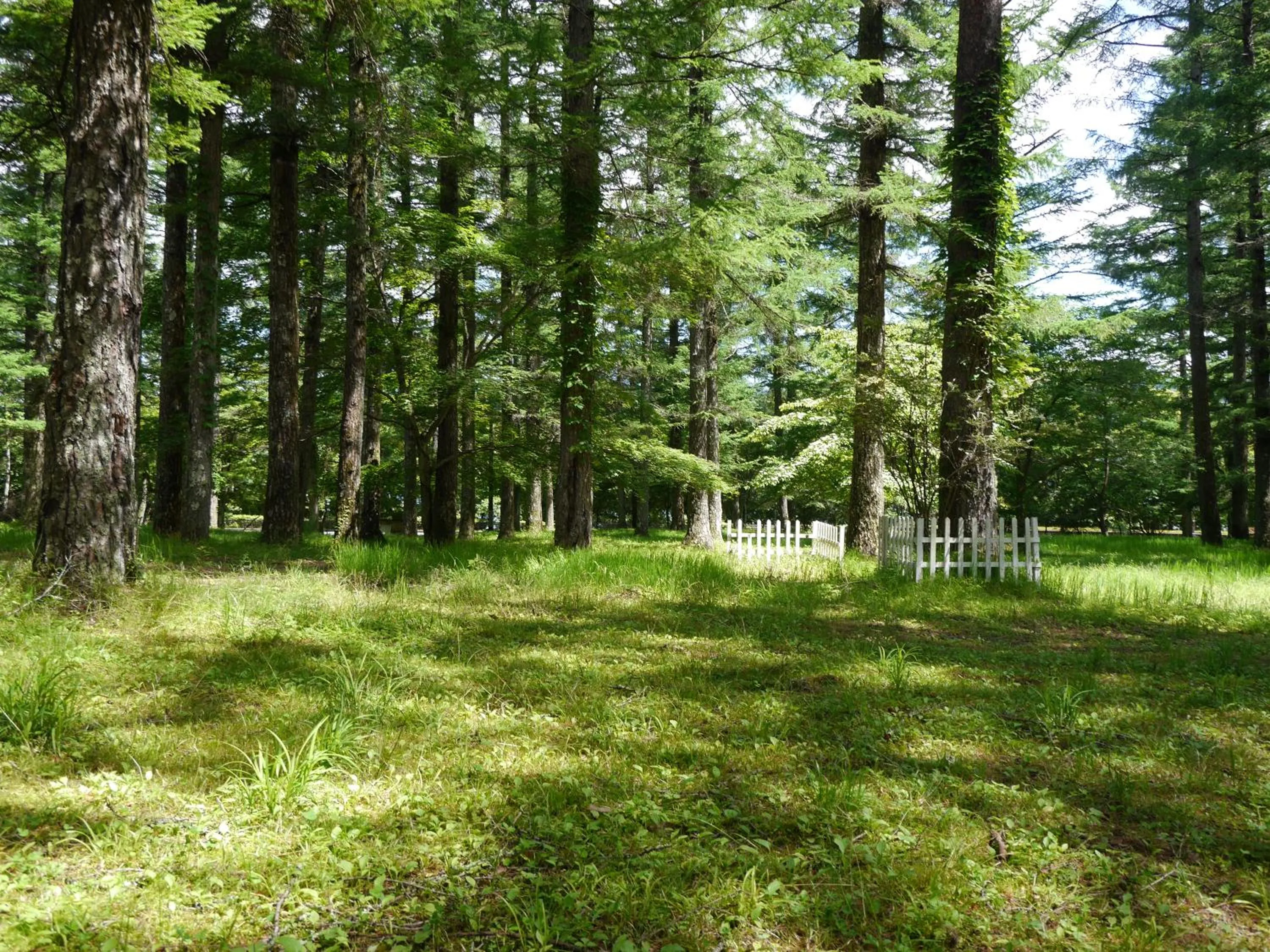 Natural landscape in Yamanakako-Asahigaoka-Onsen Hotel Seikei