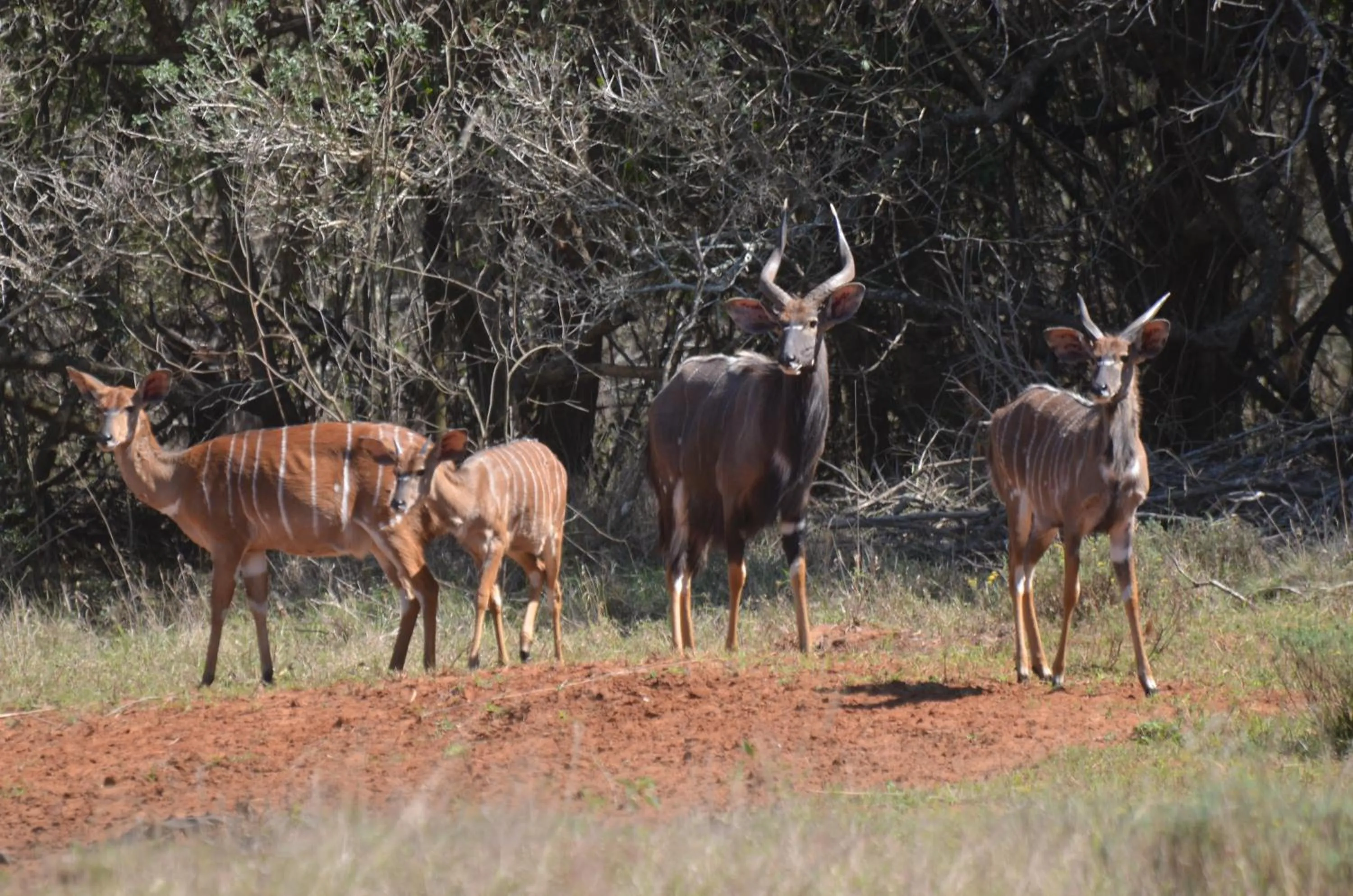 Animals in Bushbaby Lodge & Camping