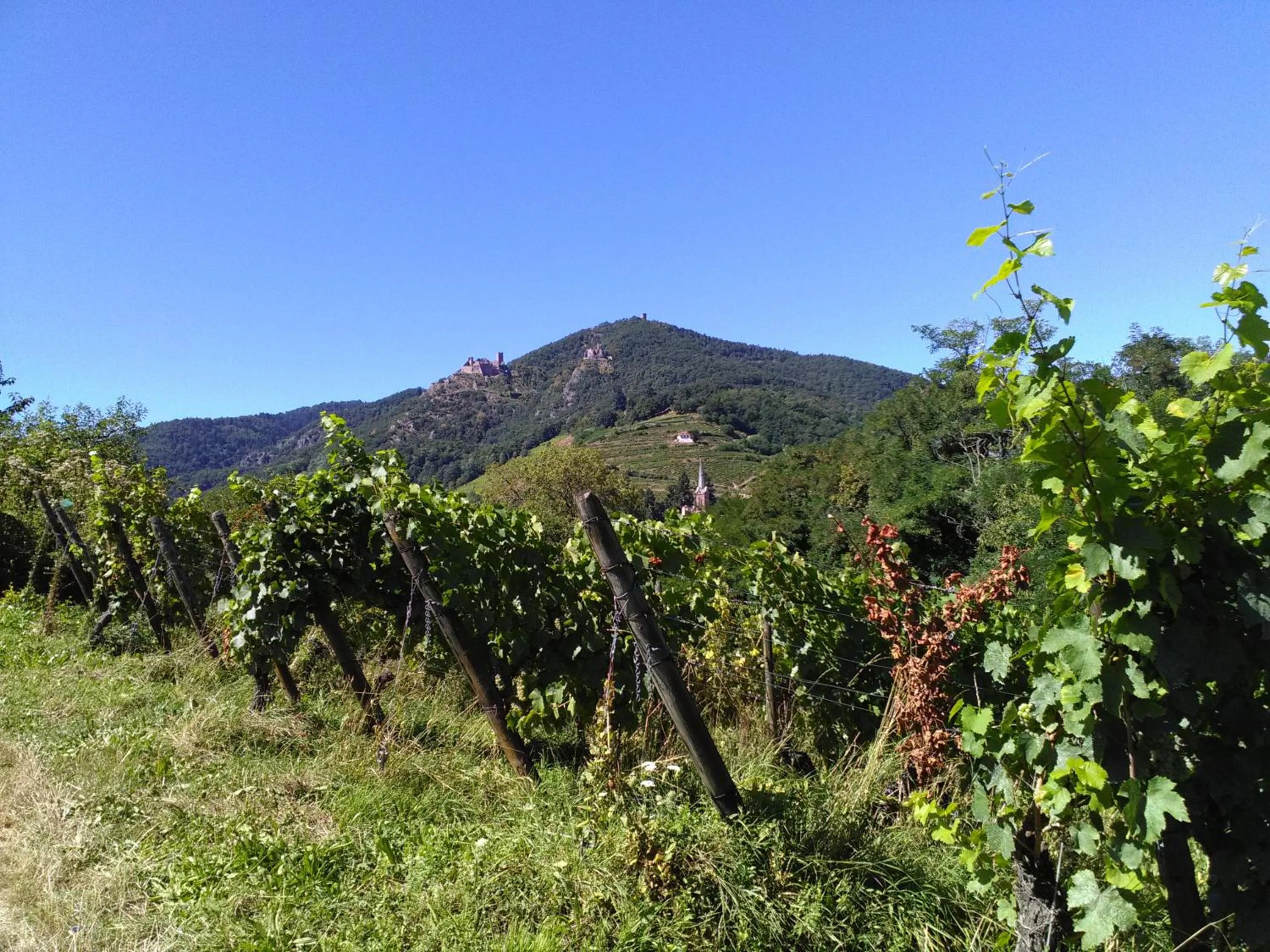 Natural landscape in Gites & Camping on the Route des Vins