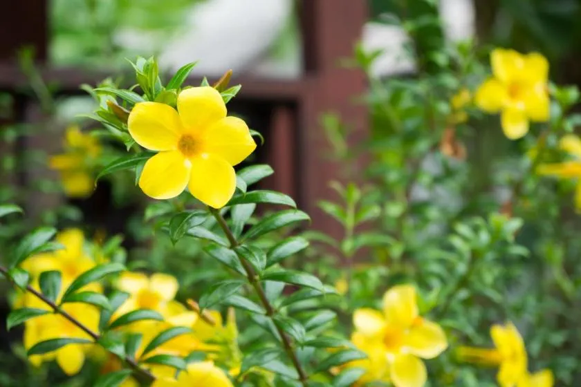 Garden in Weekender Bungalow