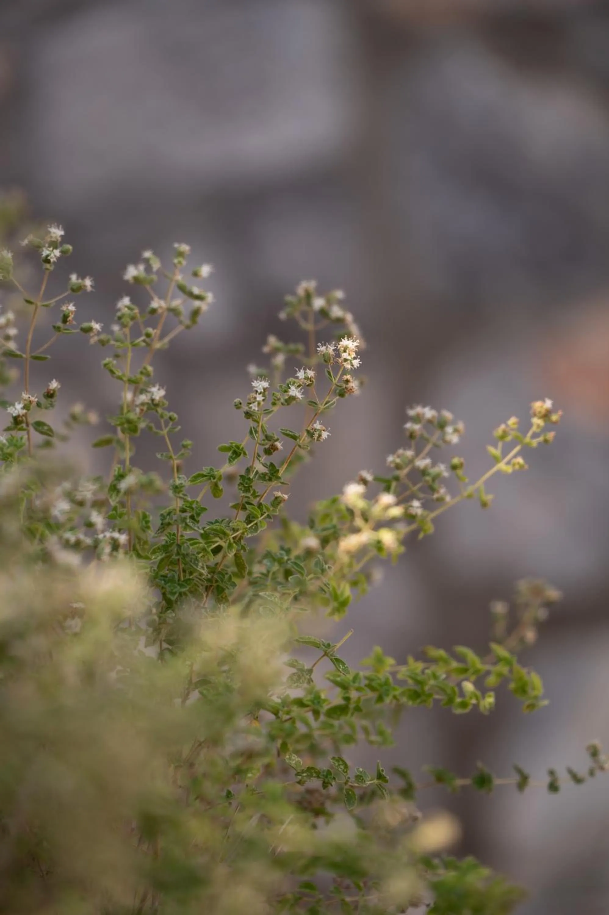 Day in Agrilia Koromili Retreat