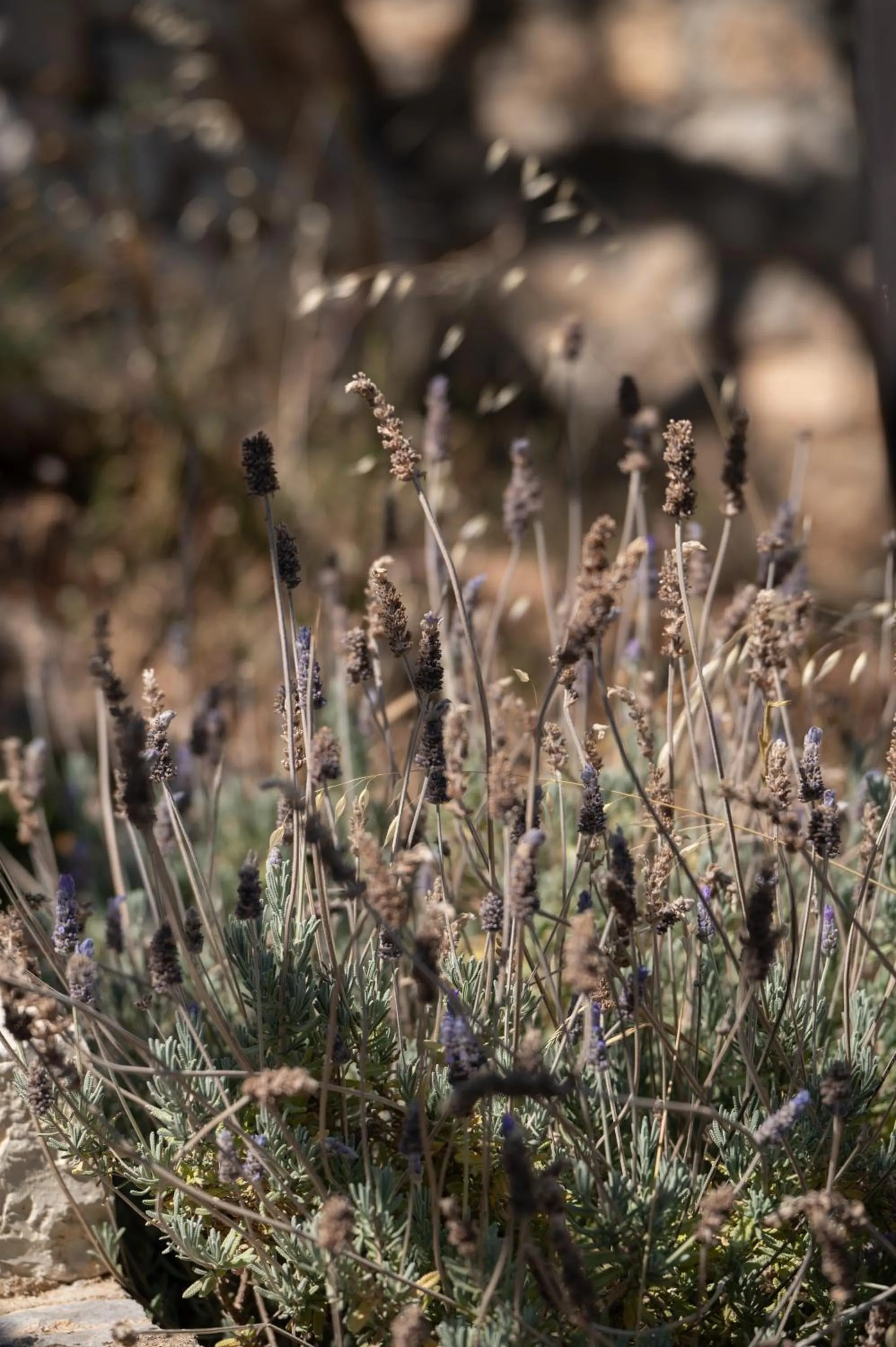 Day in Agrilia Koromili Retreat
