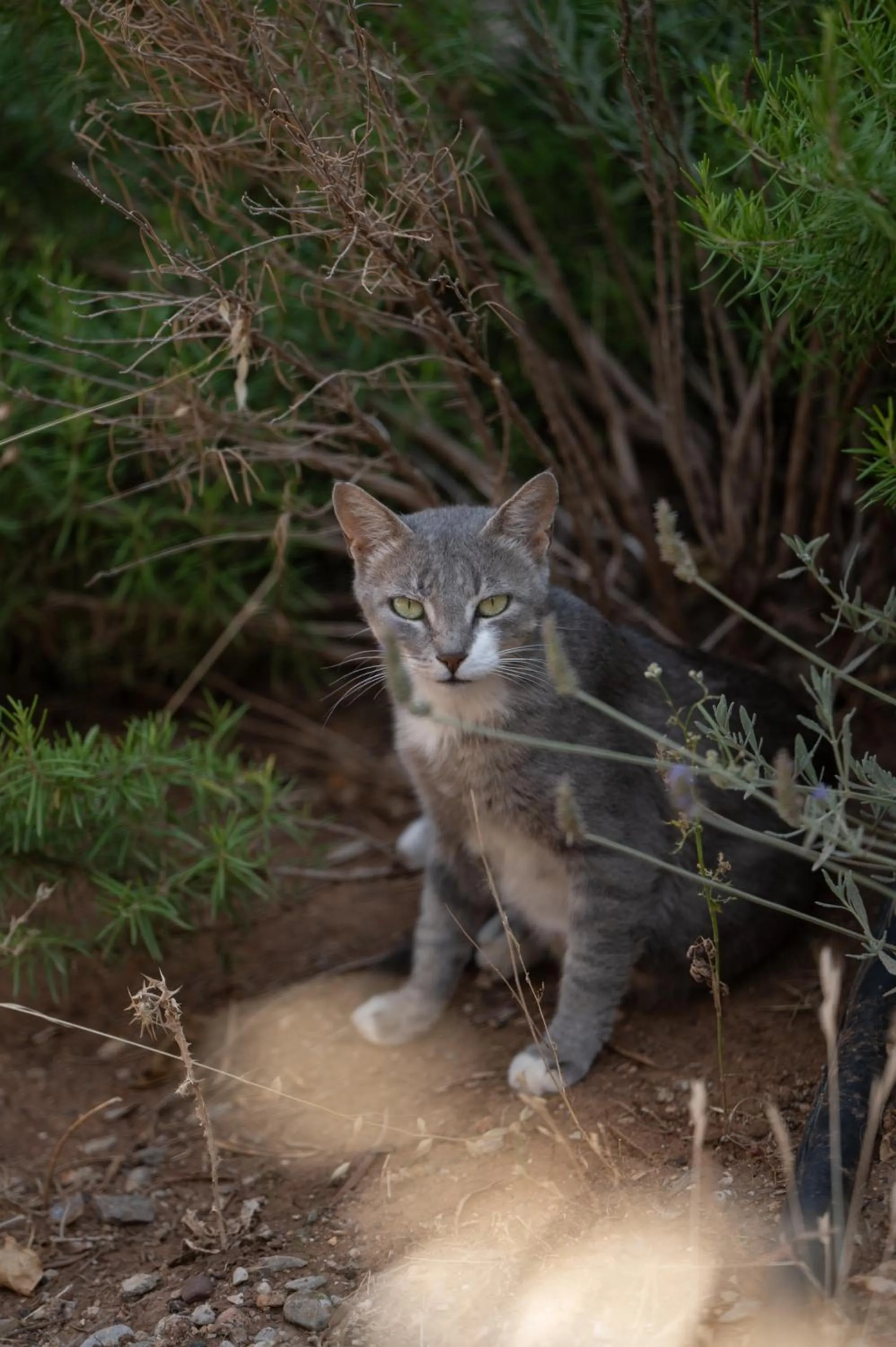 Pets in Agrilia Koromili Retreat