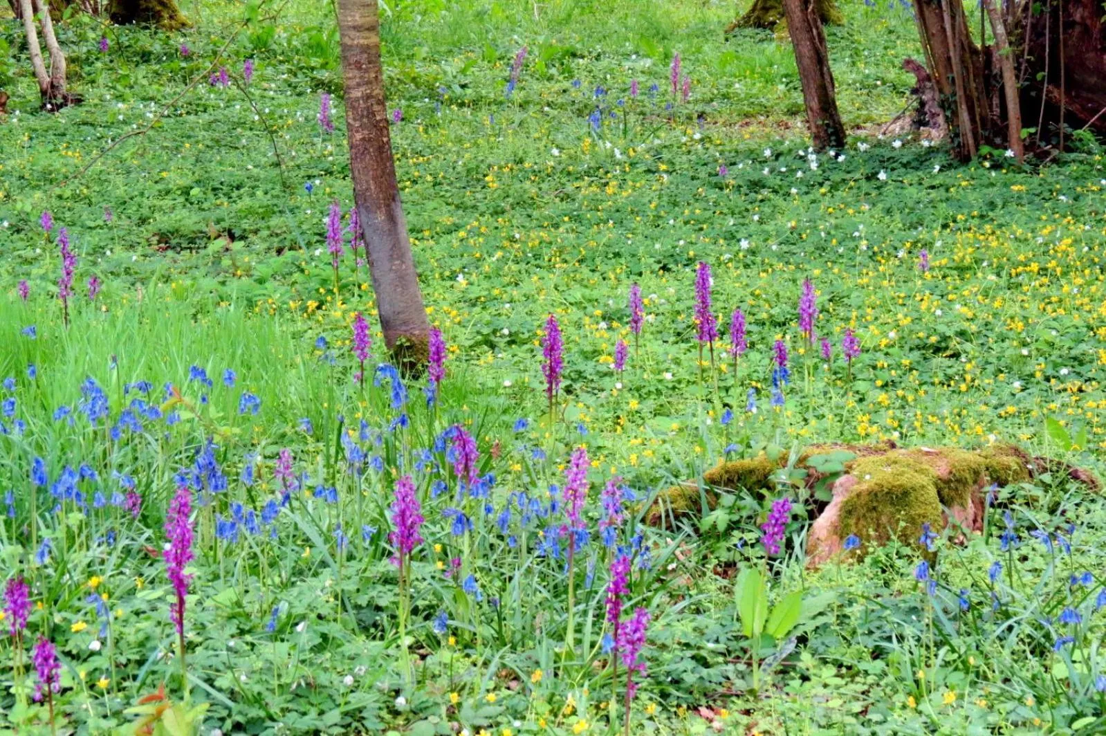 Spring in Le Chant Des Fees