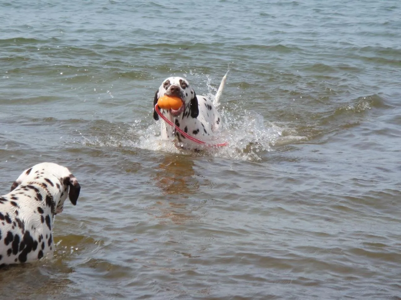 Residenz Lausitz - Apartments für Urlaub mit Hund