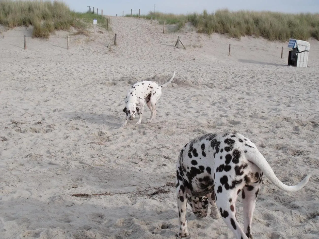 Residenz Lausitz - Apartments für Urlaub mit Hund