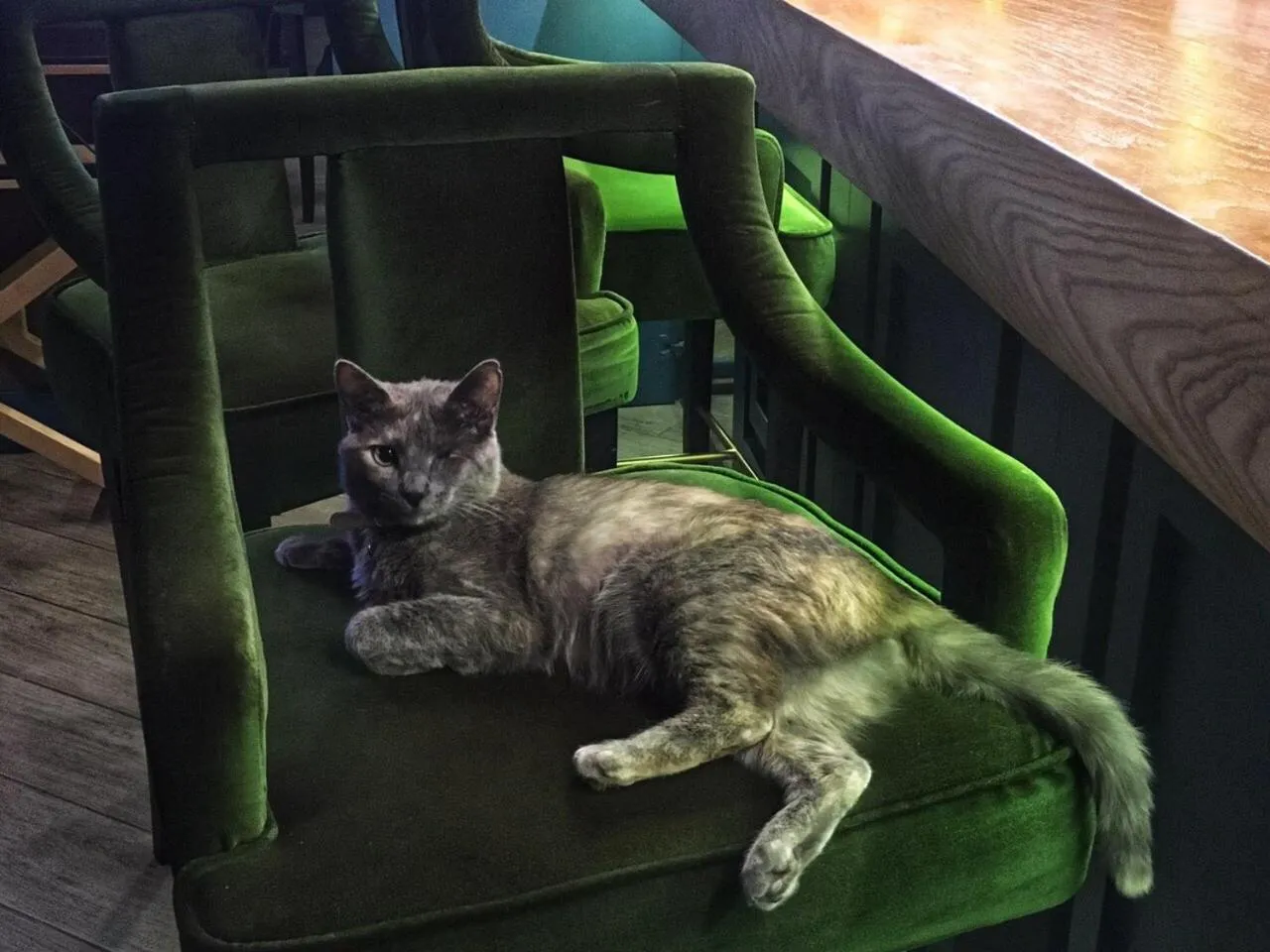 Animals in Kisi Boutique Hotel