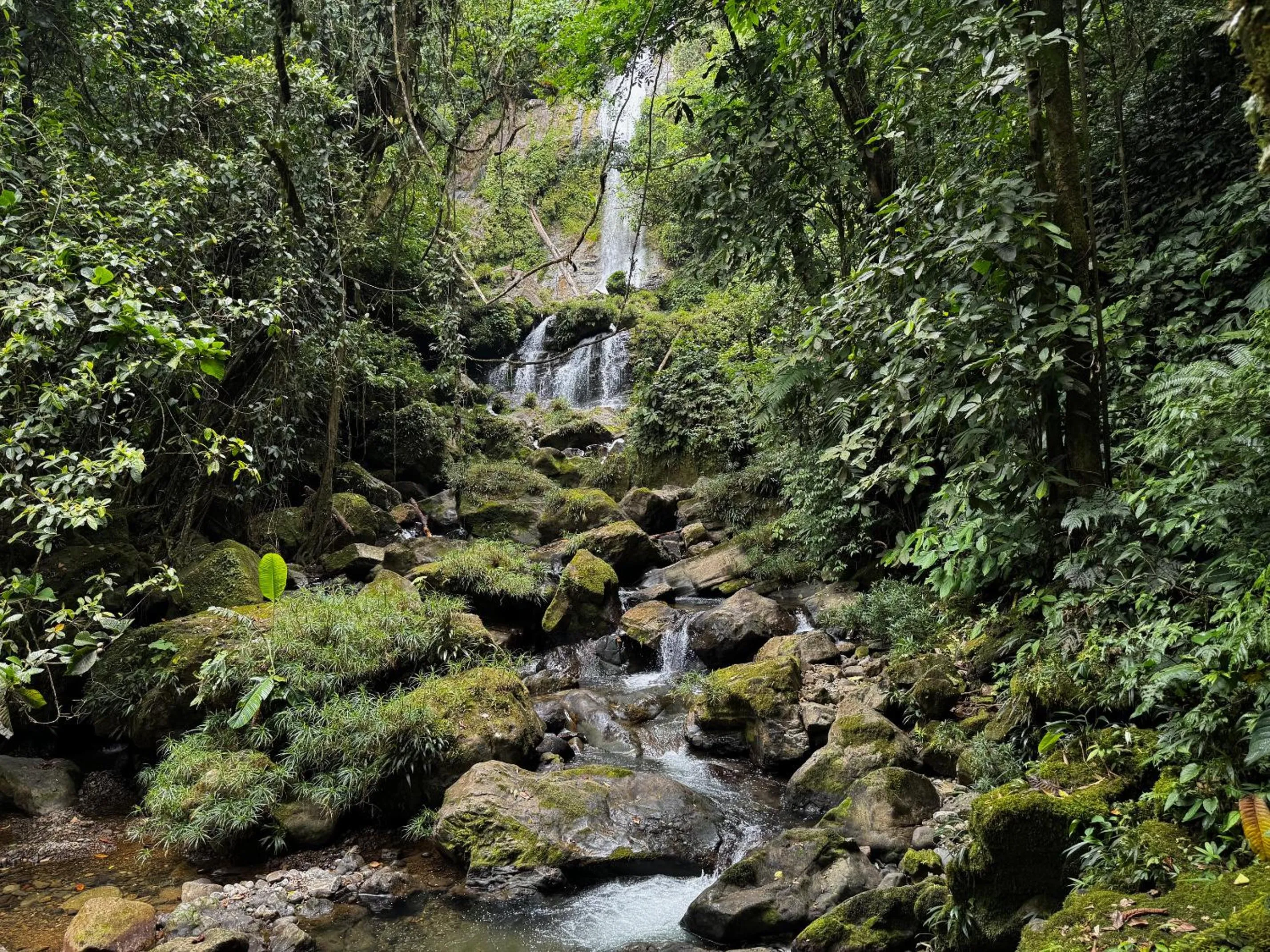 Natural landscape in Rainforest Yasmin Hotel