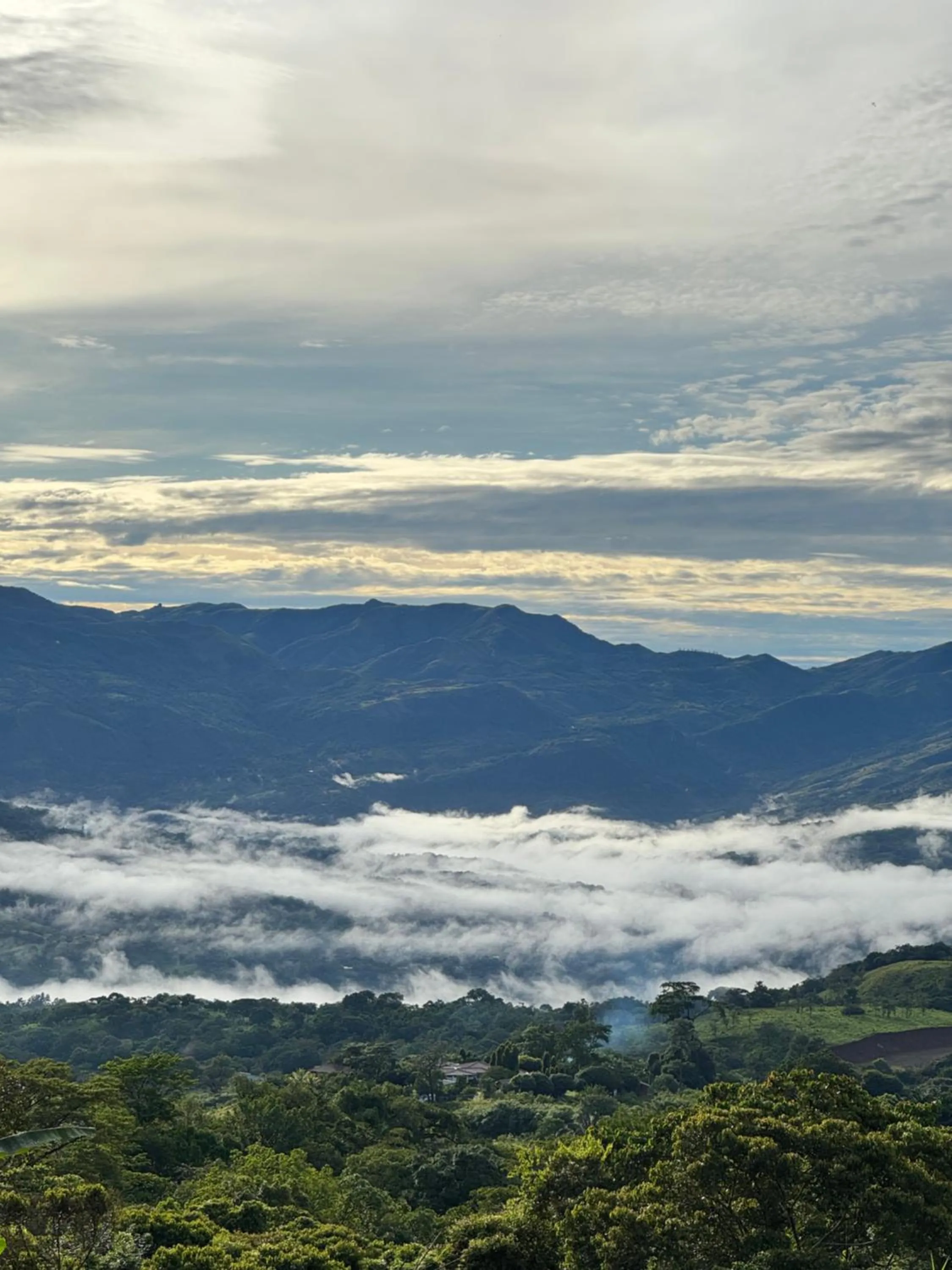 Rainforest Yasmin Hotel