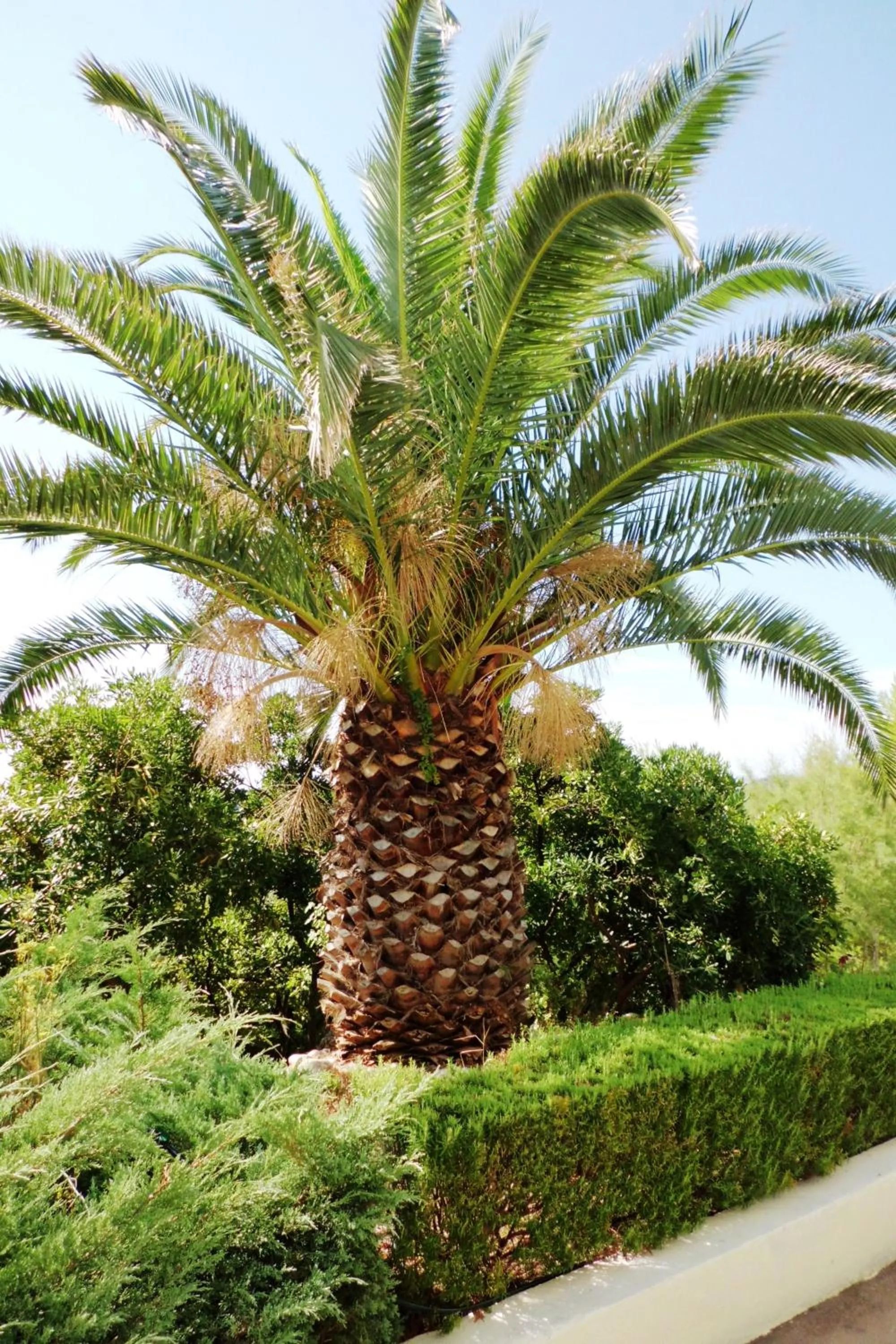 Garden in Hotel Priscapac Resort & Apartments