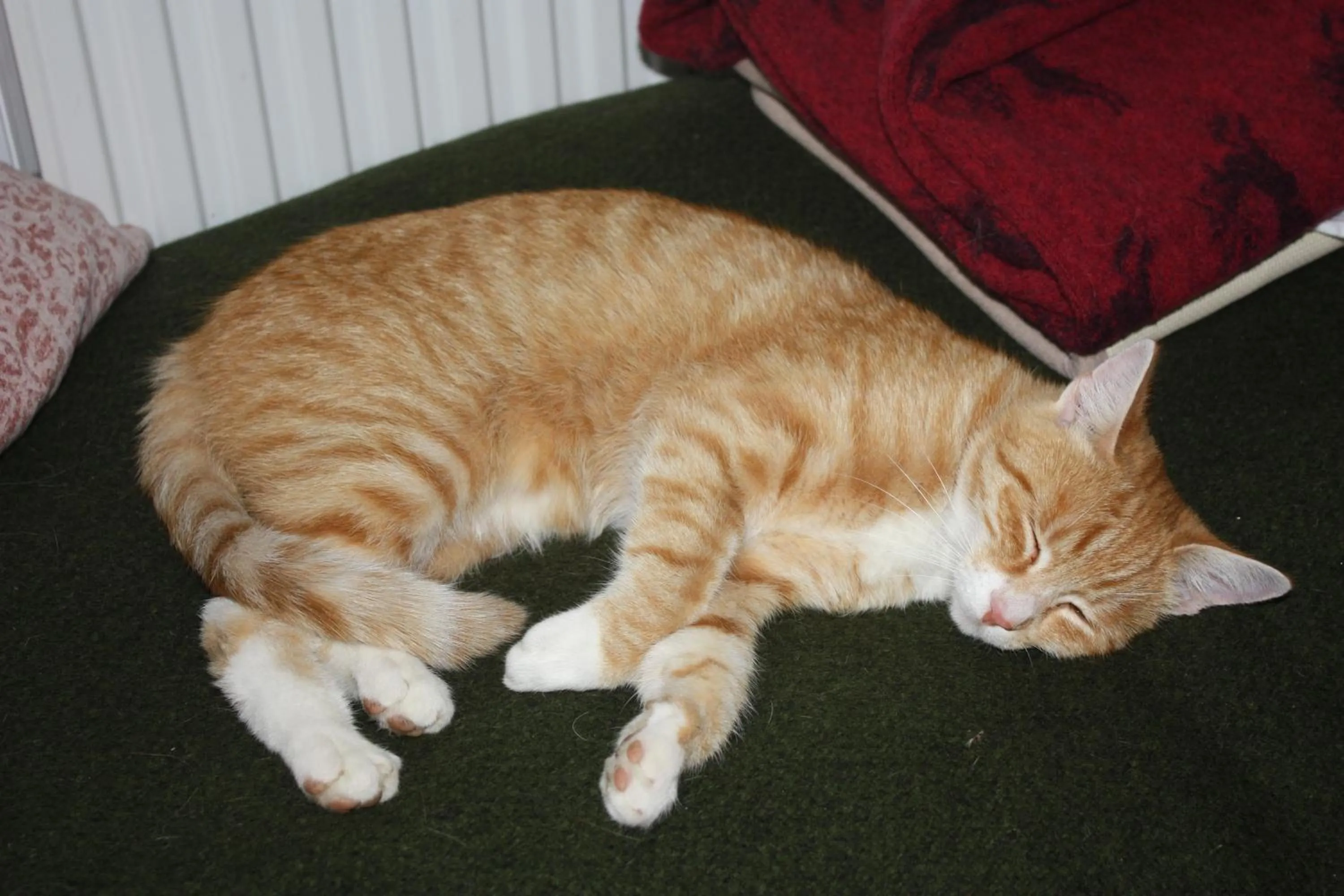 Pets in Landlust Ischl