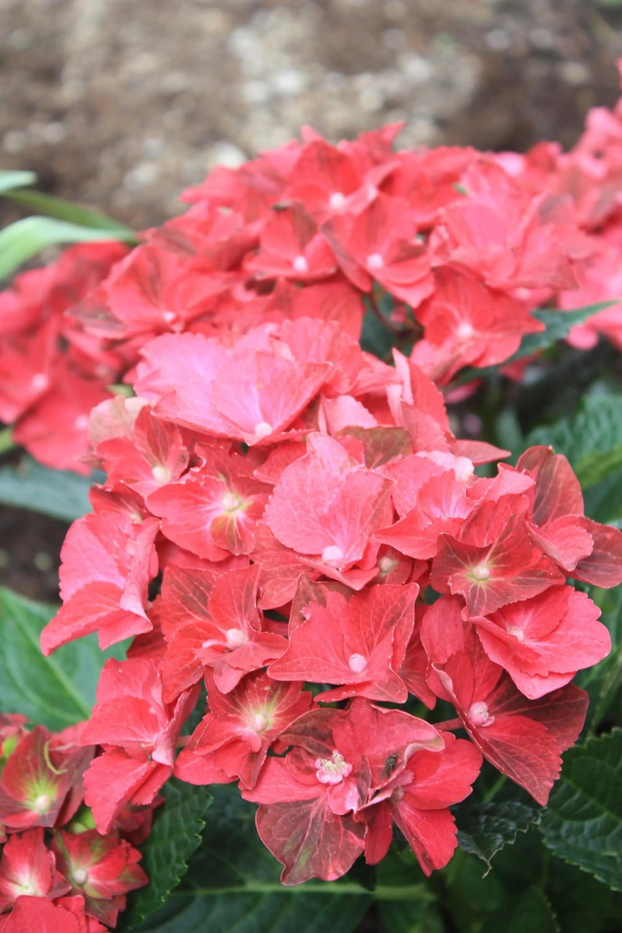 Garden in Landlust Ischl