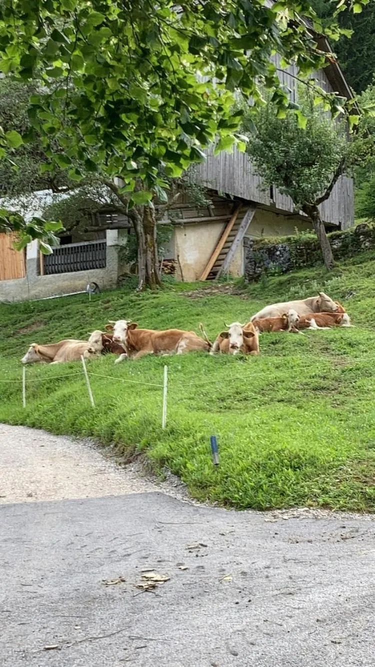 Animals in Tourist farm Gradišnik