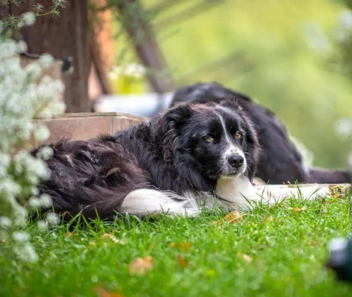 Pets in Tourist farm Gradišnik