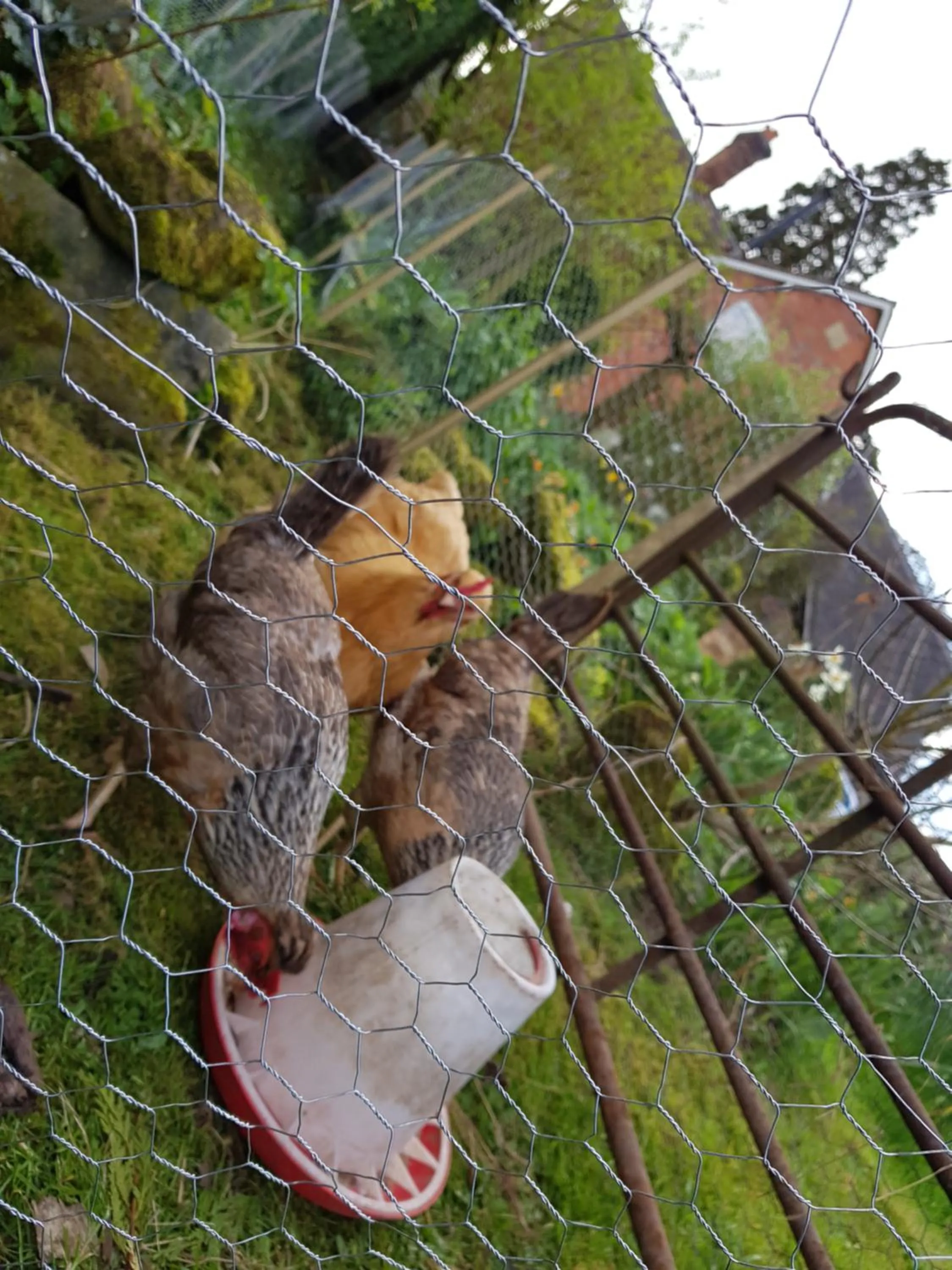 Pets in The Dorm Bed and Breakfast