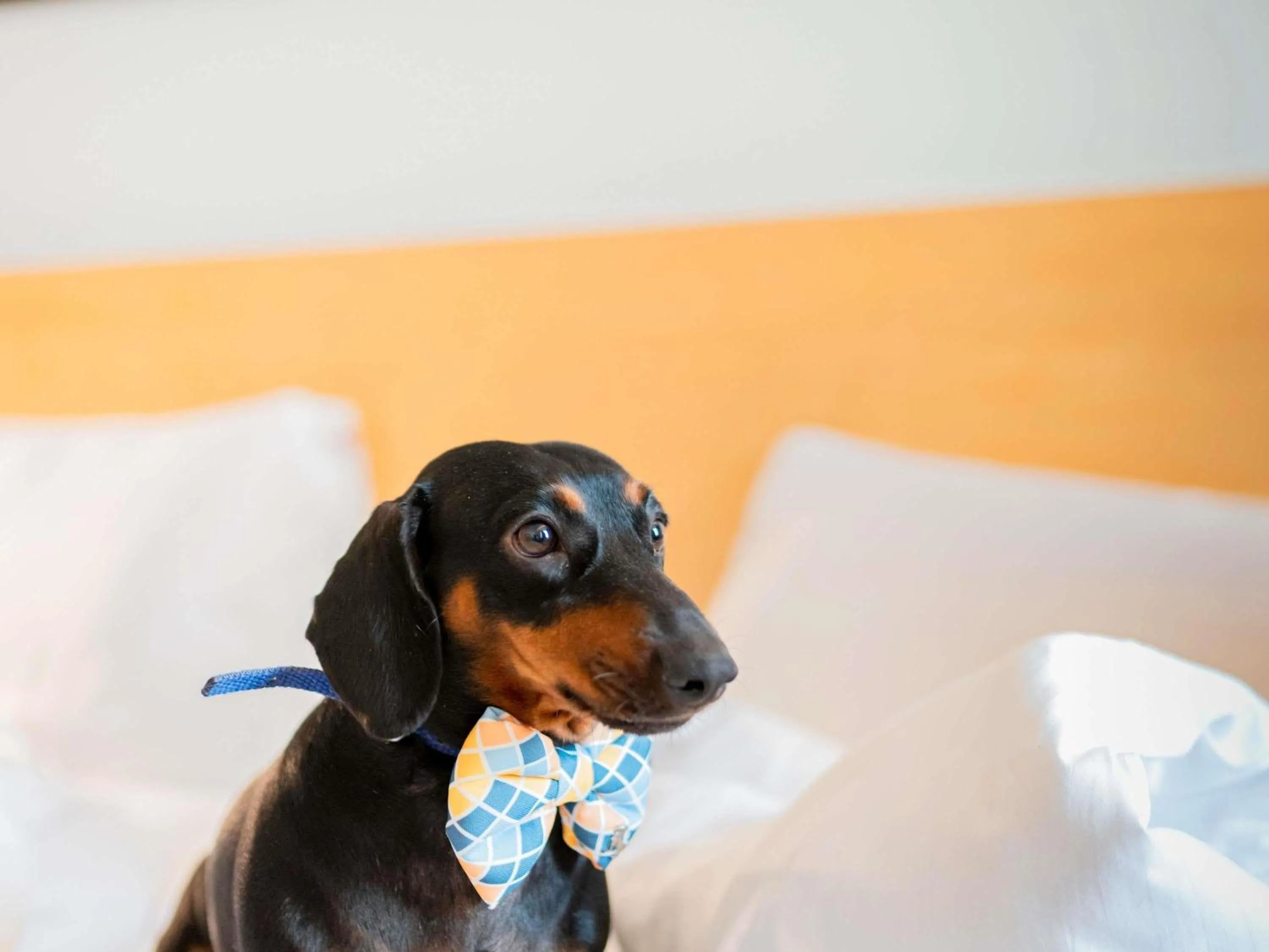 Other, Bed in ibis Rio Porto Atlantico