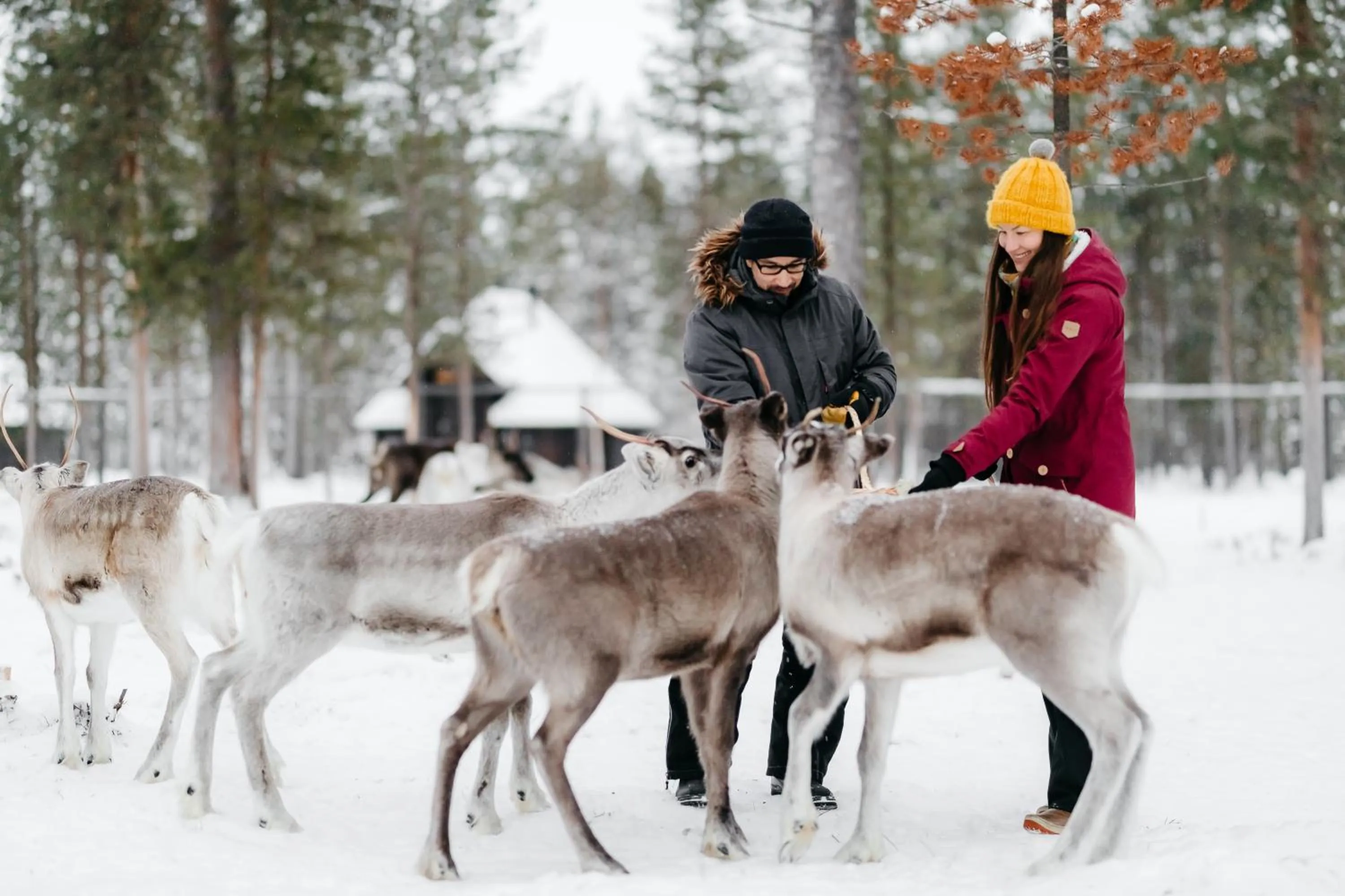 Activities in Kuukkeli Log Houses Aurora Resort
