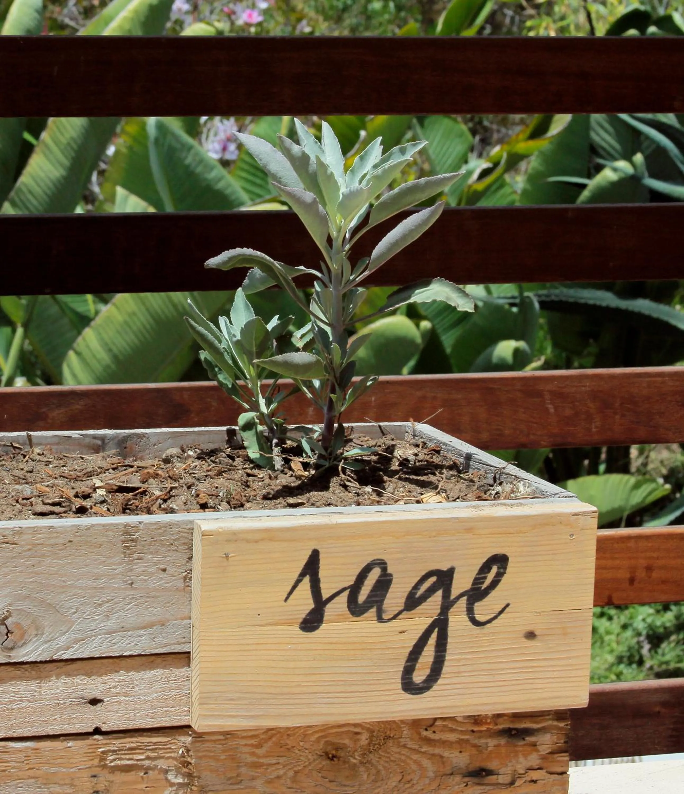 Garden in Inn at Moonlight Beach