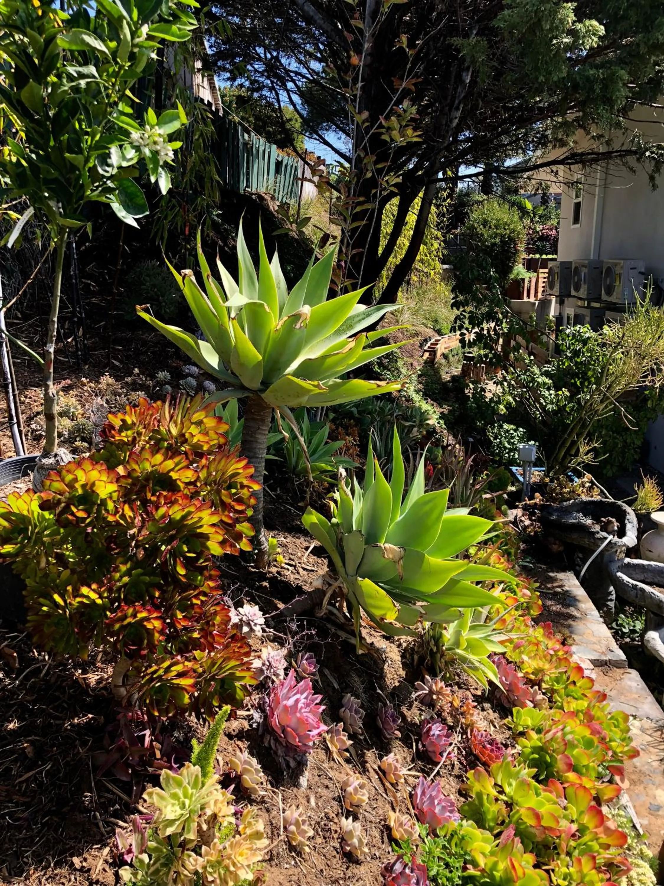Garden in Inn at Moonlight Beach