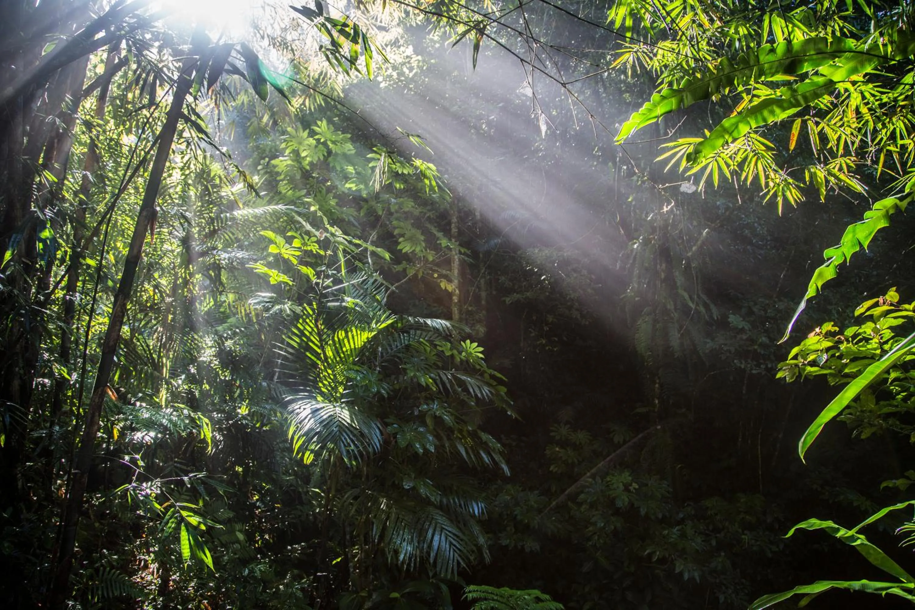 Natural landscape in Alassari Plantation