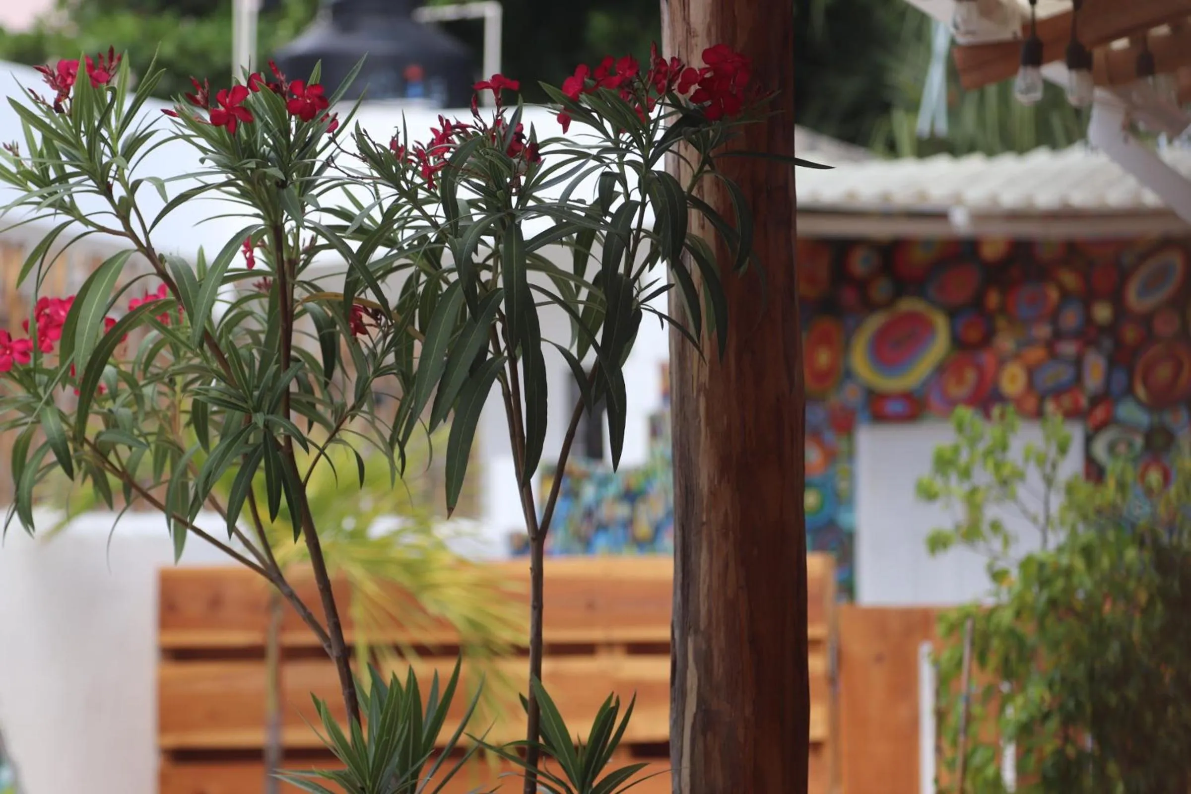 Garden in Wabi Hostel