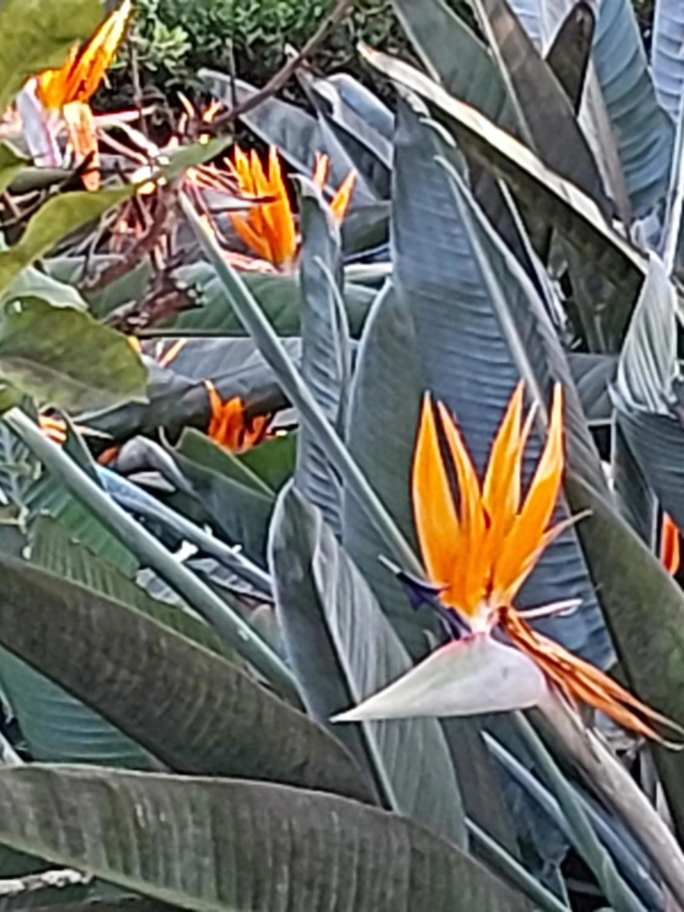 Garden in Paradise Cove