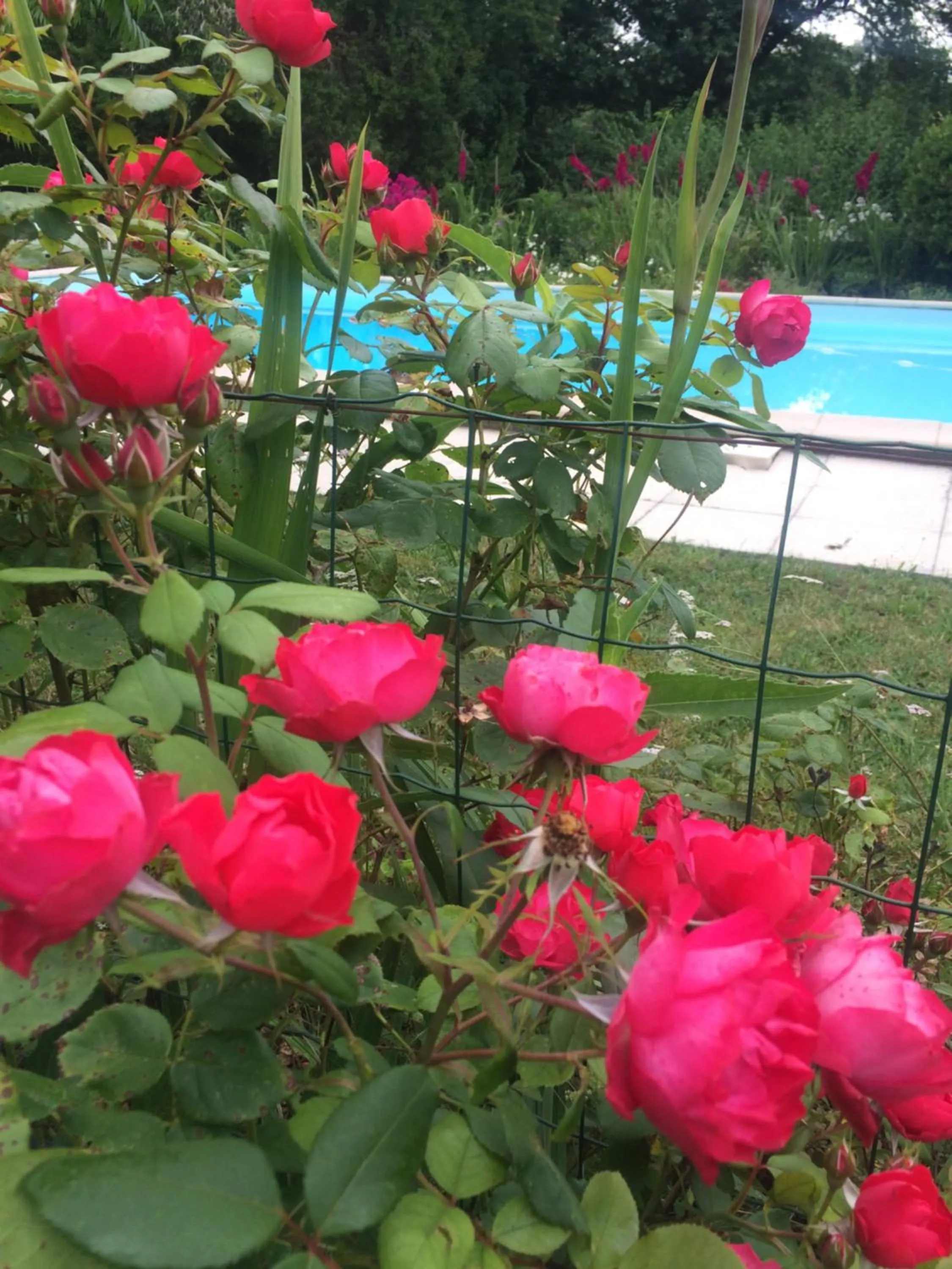 Garden in Les Luz - Chambres d'hôtes