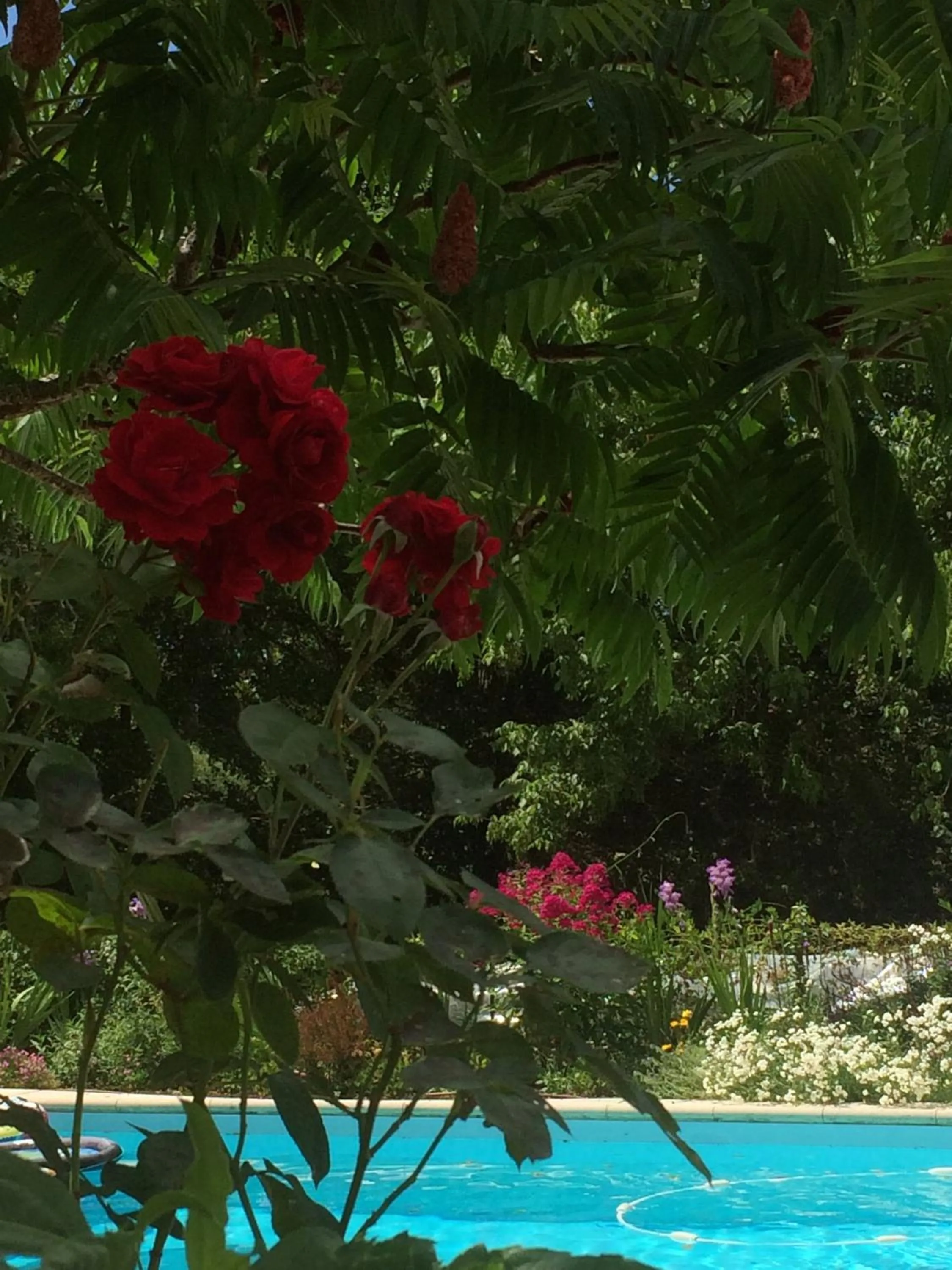 Pool view in Les Luz - Chambres d'hôtes