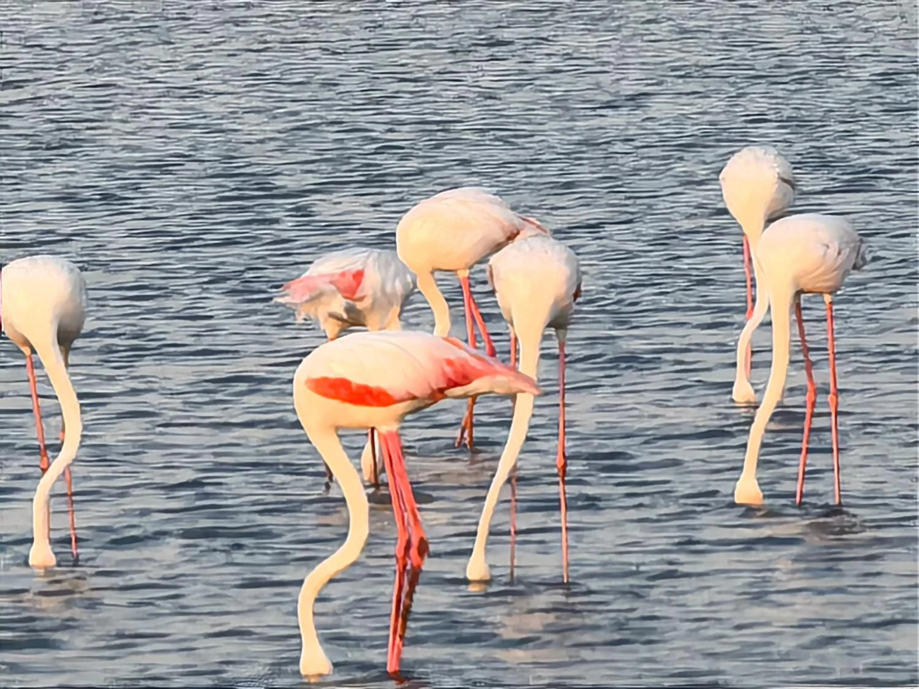 Animals in Flamingo Villas Boutique Hotel