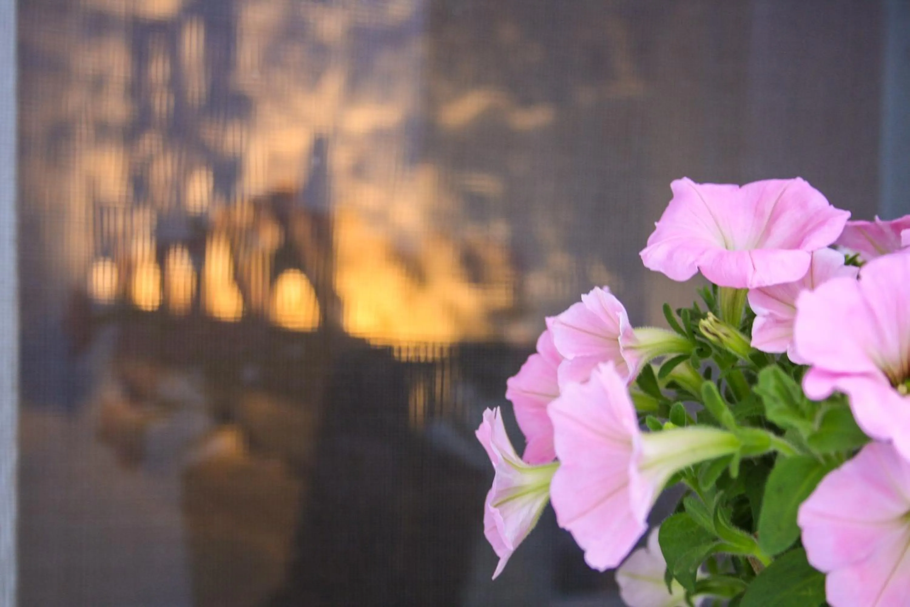 Decorative detail in EnjoyTrulli - Unesco Site