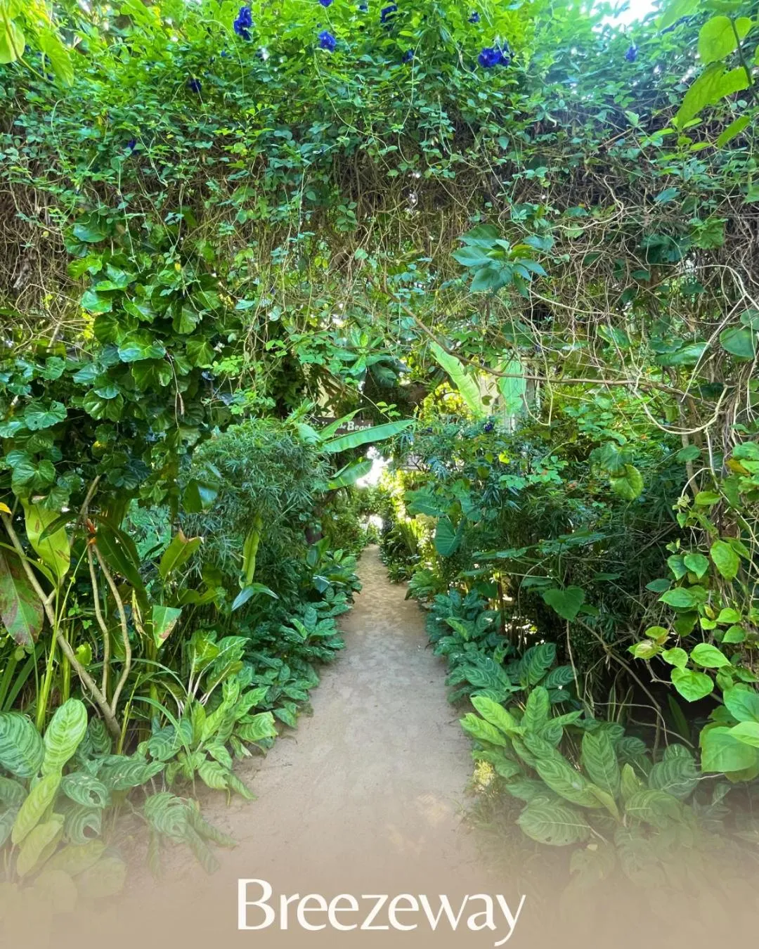 Garden in Patrick's on the Beach Resort