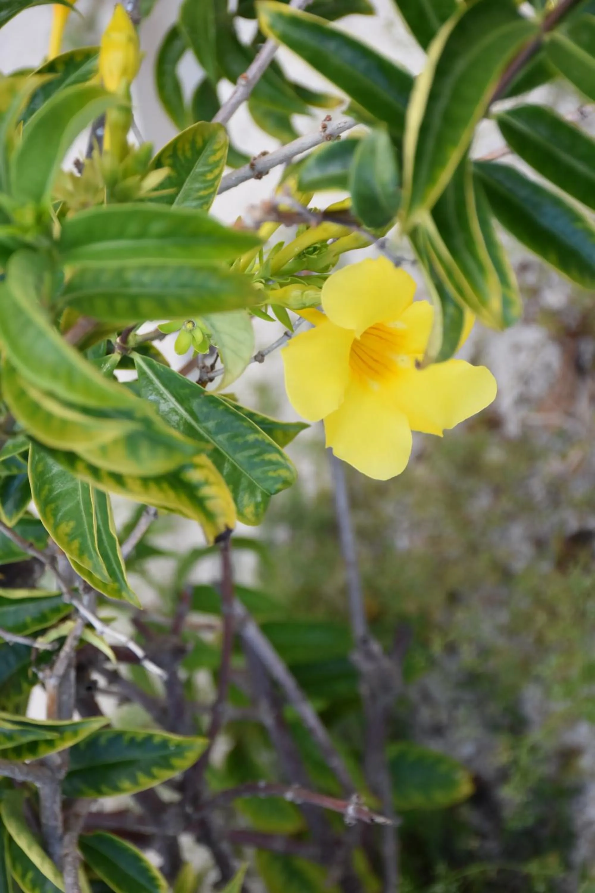 Garden in Stella Rina "Adults Only"