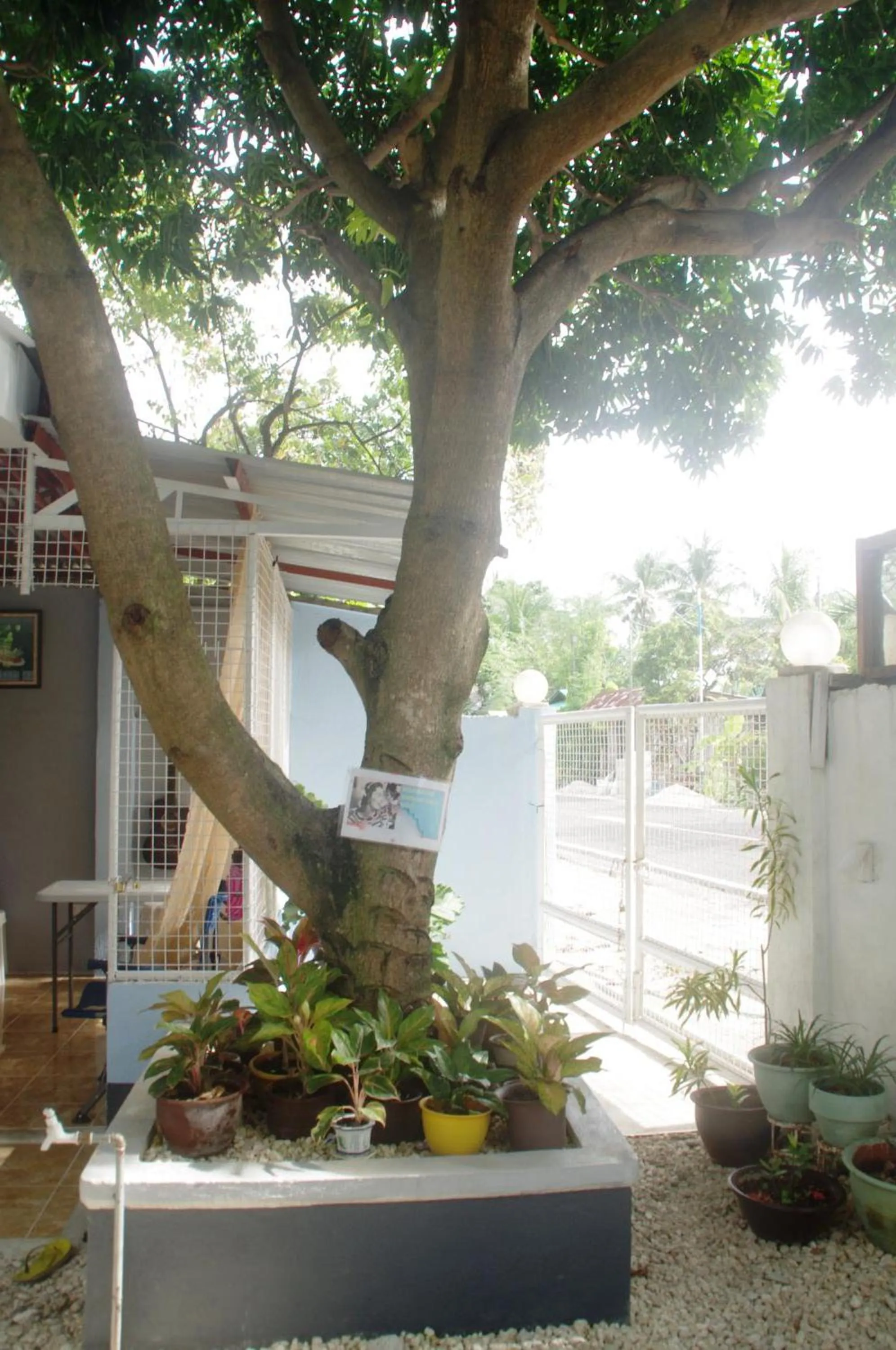 Area and facilities in Pedz Cing Mango Lodge