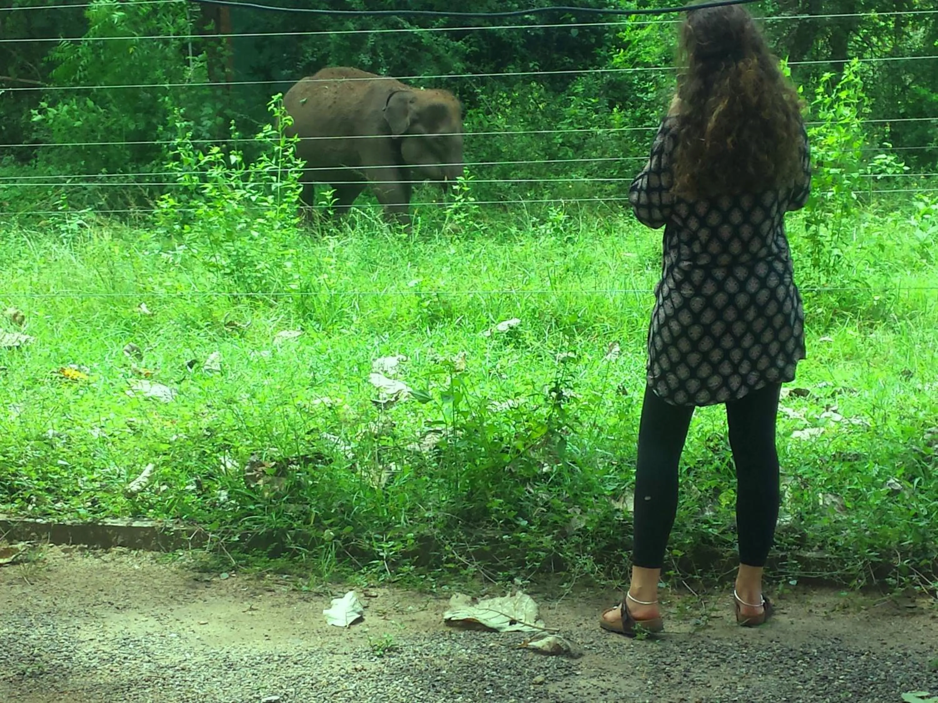Garden in Greenwood Udawalawa Safari Resort