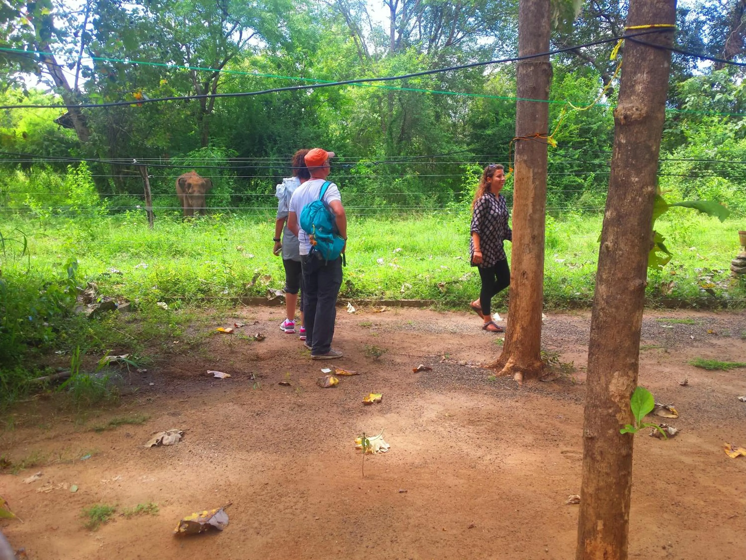 Restaurant/places to eat in Greenwood Udawalawa Safari Resort