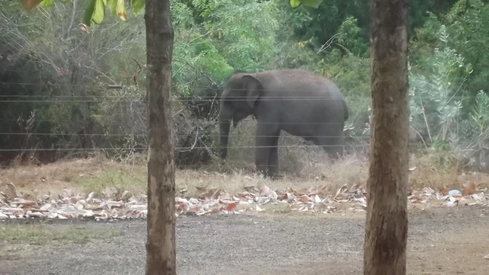 Property building in Greenwood Udawalawa Safari Resort