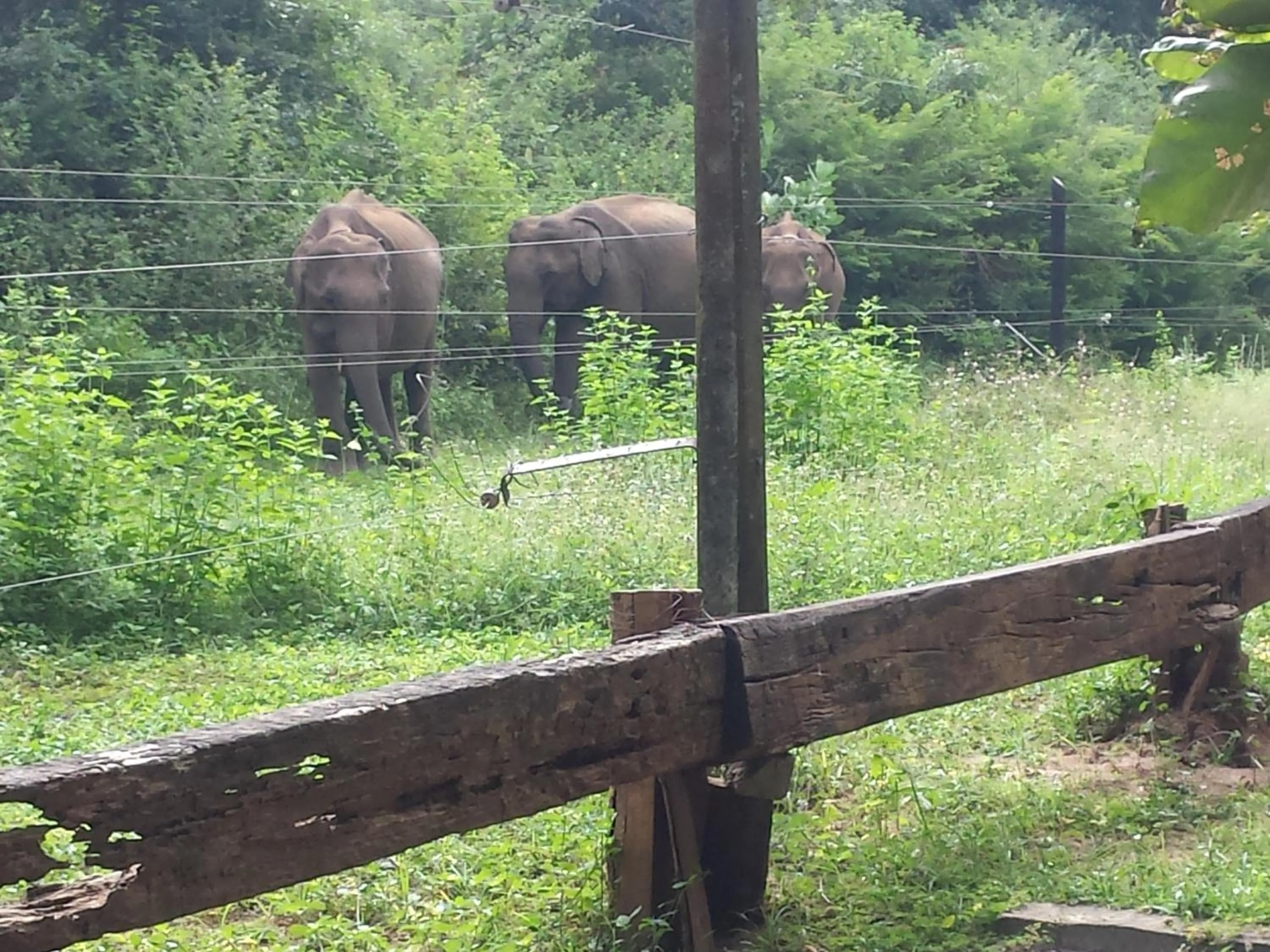 View (from property/room) in Greenwood Udawalawa Safari Resort