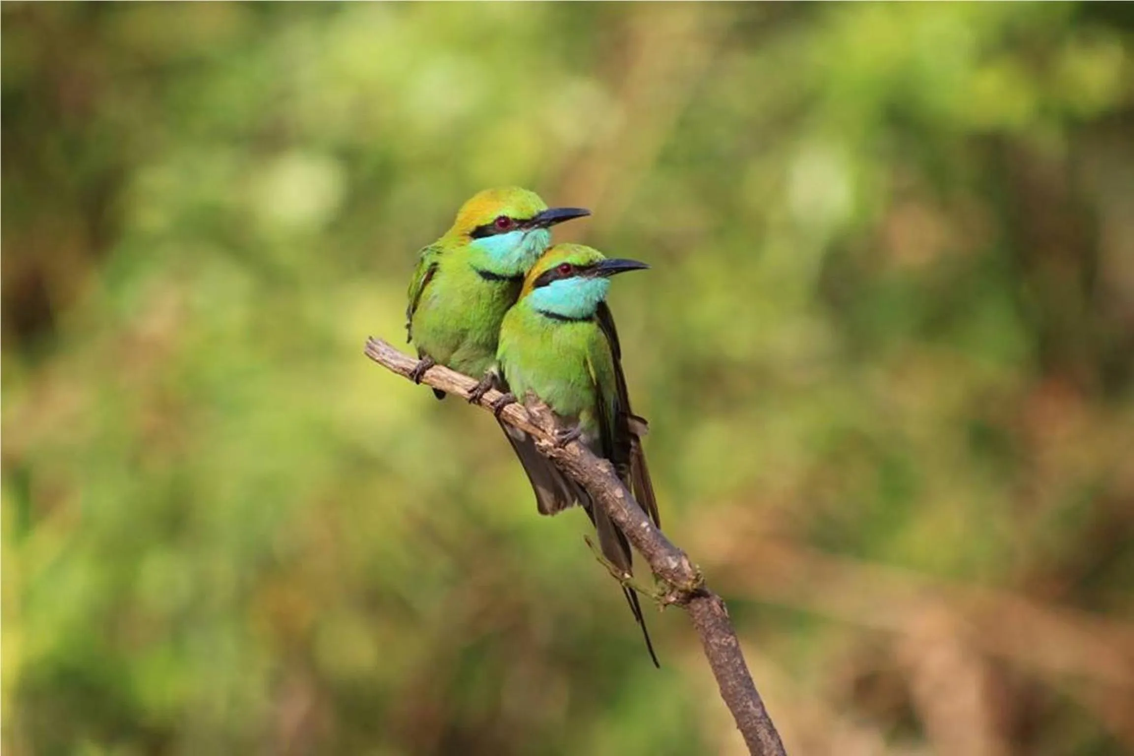 On site in Greenwood Udawalawa Safari Resort