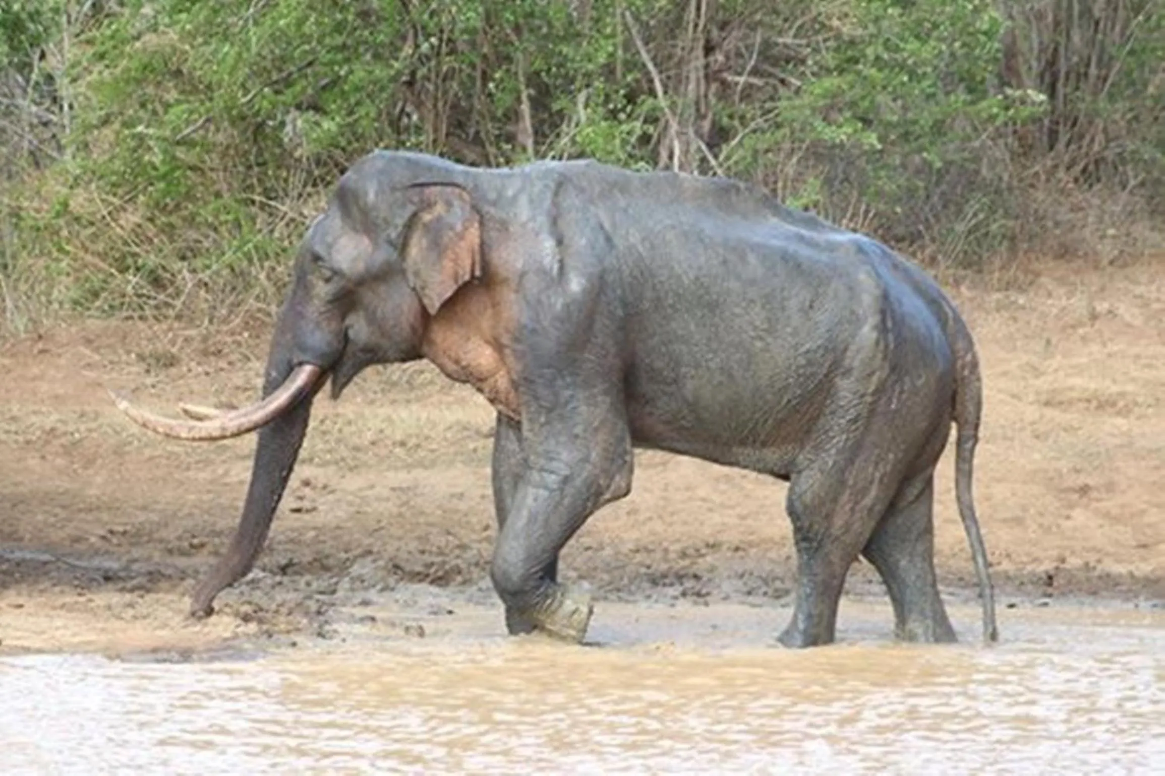 Off site in Greenwood Udawalawa Safari Resort